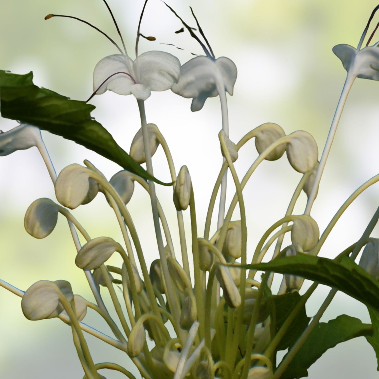 Musical Note Plant Cuttings - 8 Pieces - Clerodendrum incisum - Decorative Indoor and Garden Plant Propagules