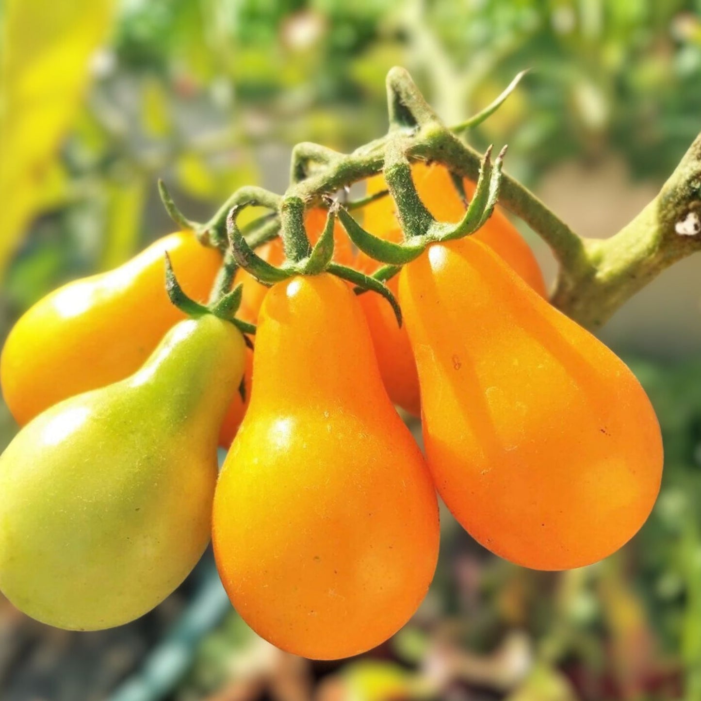 Yellow Pear Tomato Seeds - Heirloom Non-GMO 100+ Seeds - Tasty Garden Variety - Solanum lycopersicum