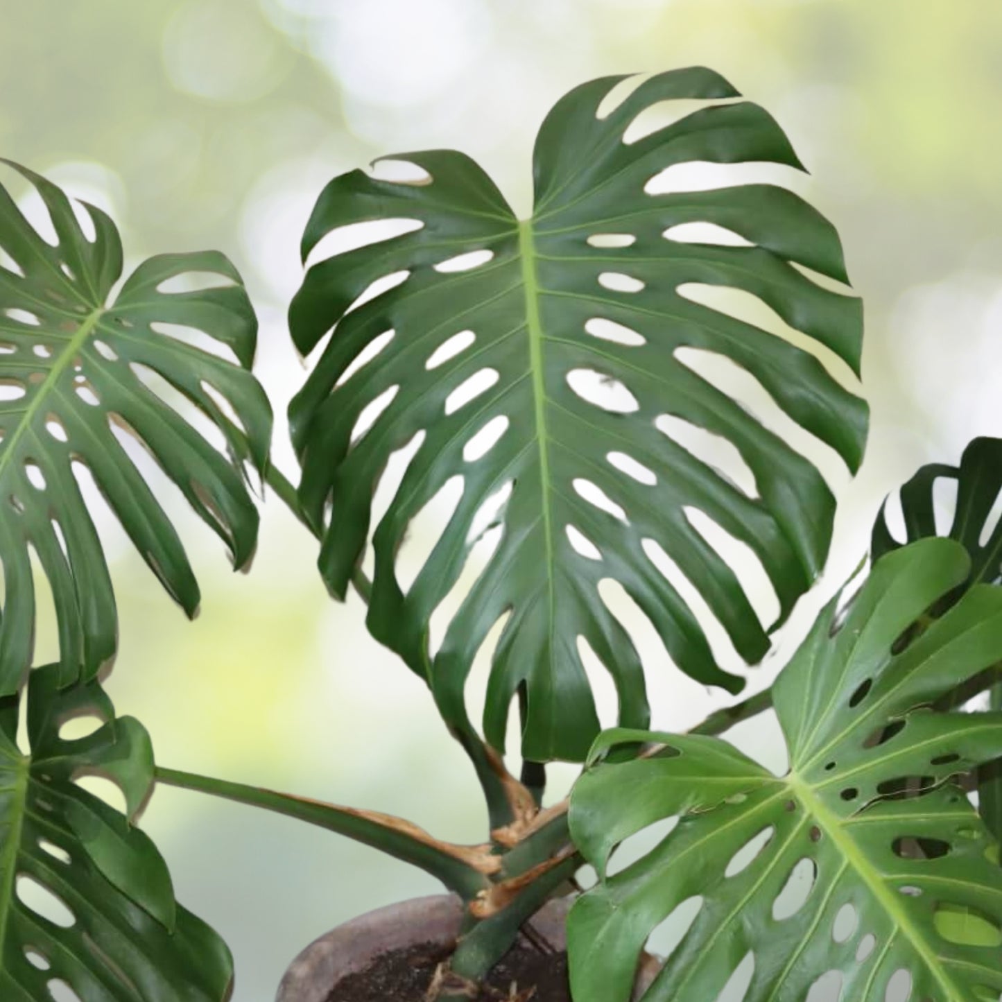 Live Plant Monstera Cutting - Rooted Split Leaf Swiss Cheese Plant - Monstera deliciosa