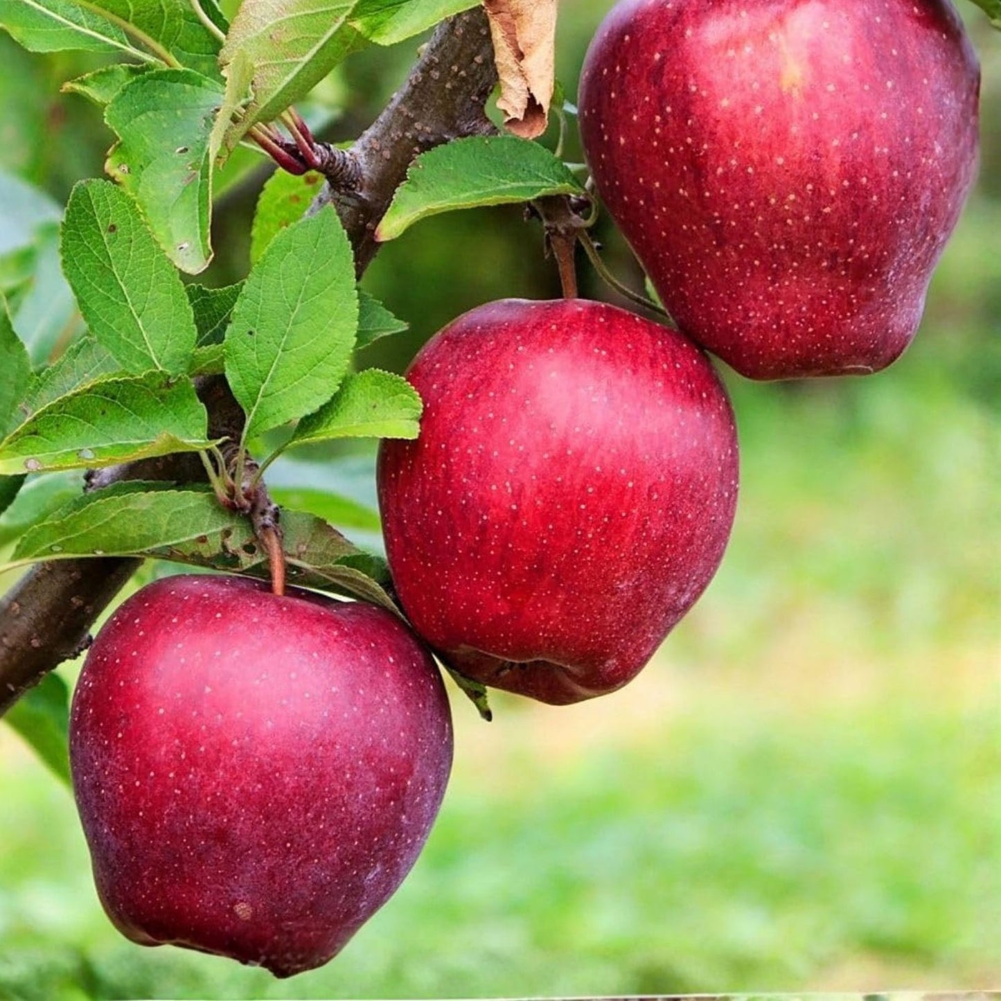 Bare Root Apple Tree 16+ Inches Rhode Island Greening Malus domestica Juicy Green Apples for Baking