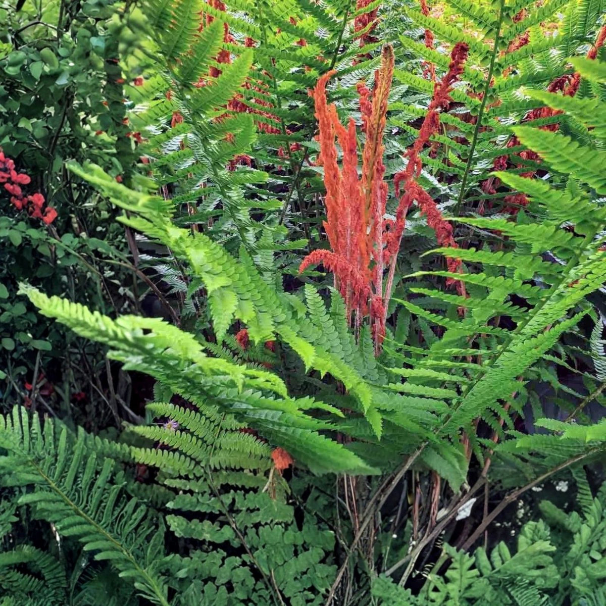 Cinnamon Ferns 5-Pack Live Rooted Plants Osmundastrum cinnamomeum Heirloom Southern Alabama Garden Ferns