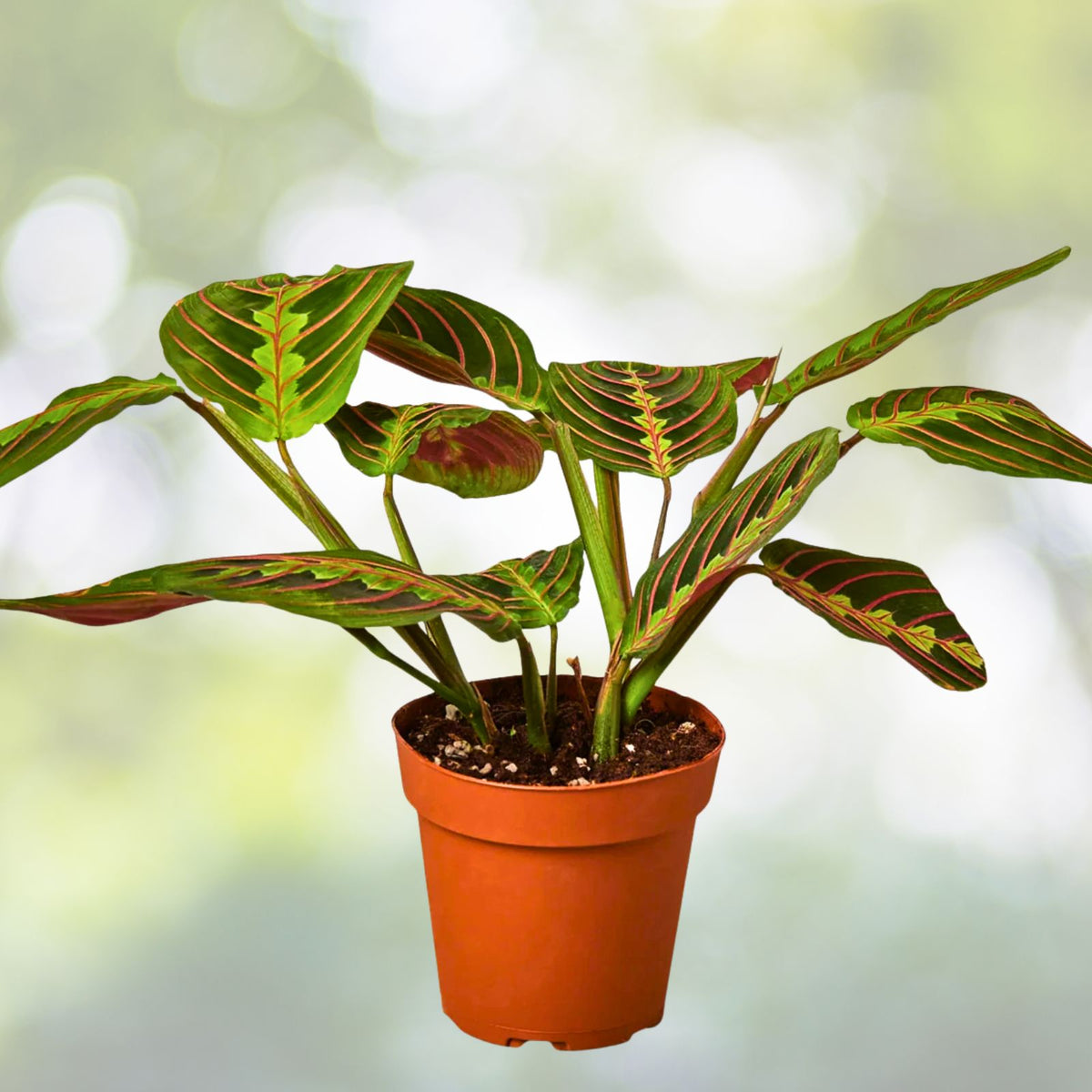 Red Maranta Plant 6" Pot - Air Purifying Prayer Plant, Maranta leuconeura - Indoor Houseplant for Home Decor