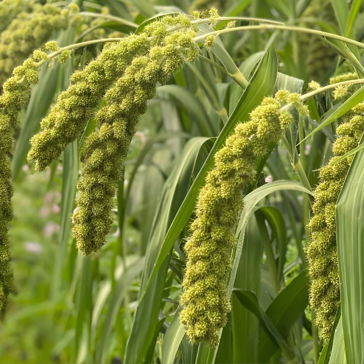 Ornamental Grass Seeds 50 Count - Lime Light Millet Seeds Pennisetum glaucum for Planting, Garden, Landscaping