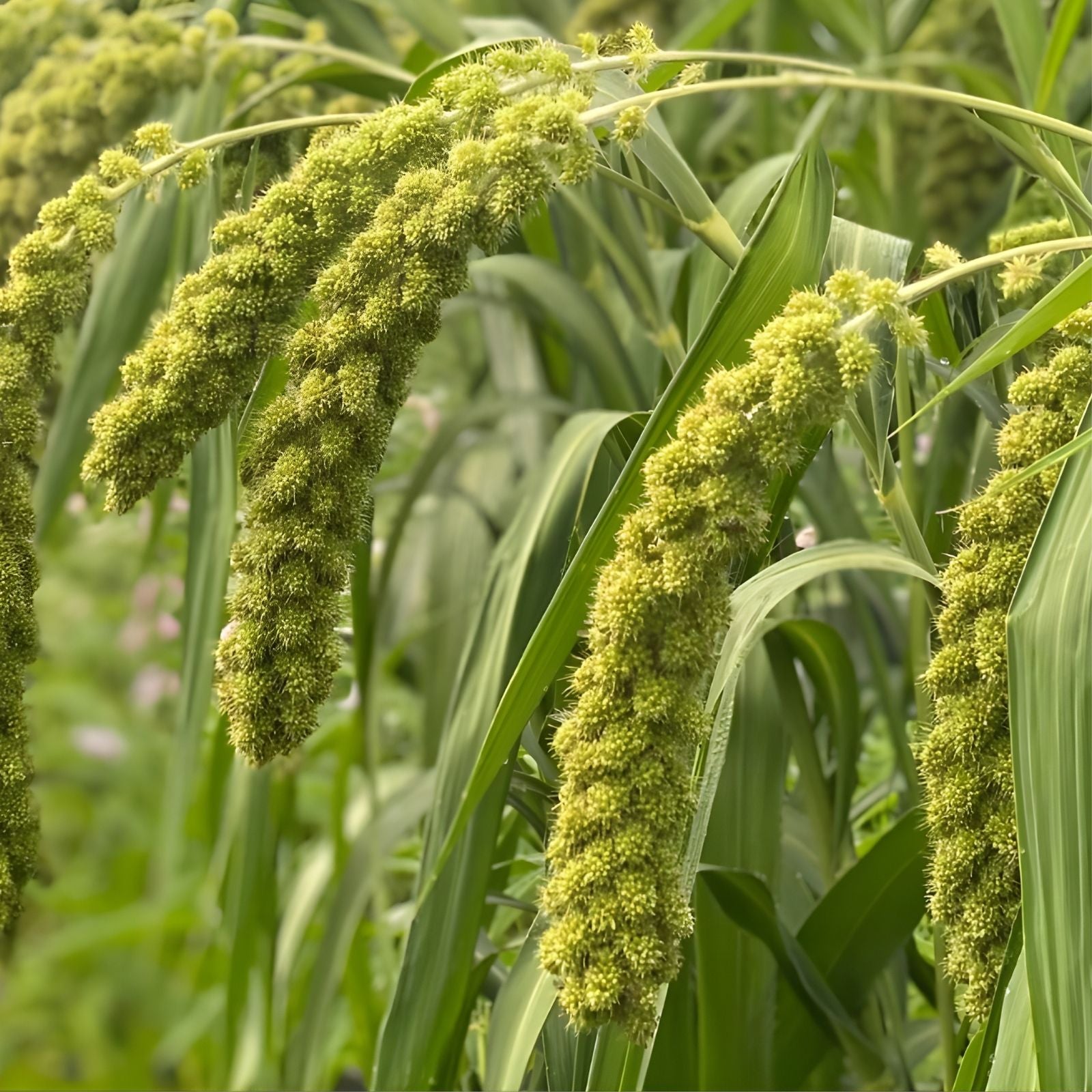 Ornamental Grass Seeds 50 Count - Lime Light Millet Seeds Pennisetum glaucum for Planting, Garden, Landscaping