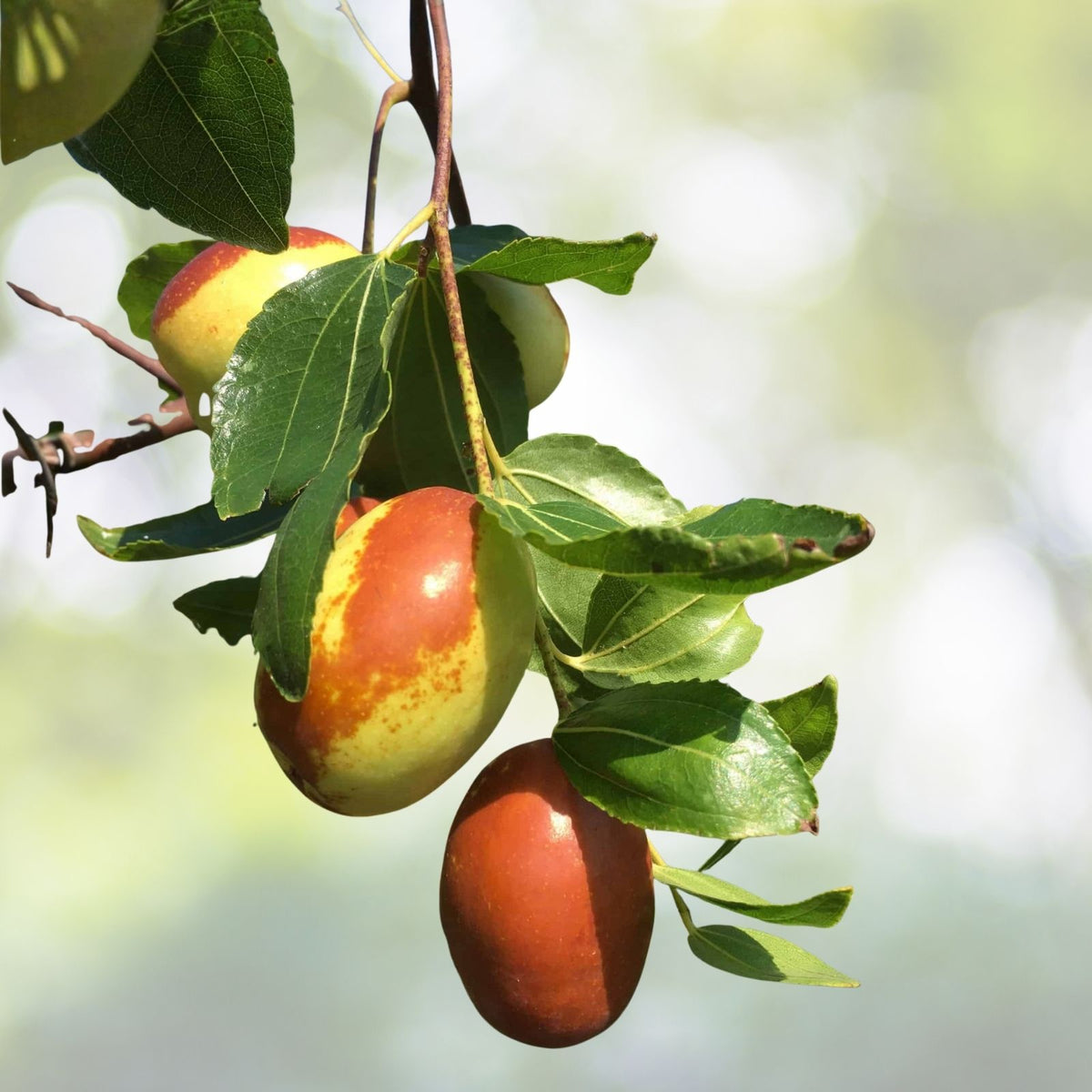 Honey Jujube Tree Scion Wood 8" Thin Cutting for Planting and Propagation Ziziphus jujuba