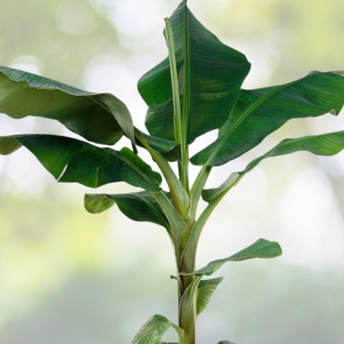 Dwarf Cavendish Banana Plant - 5 Bare Roots - Musa acuminata - Fast Growing, Heat & Cold Tolerant, Tiki Garden Favorite