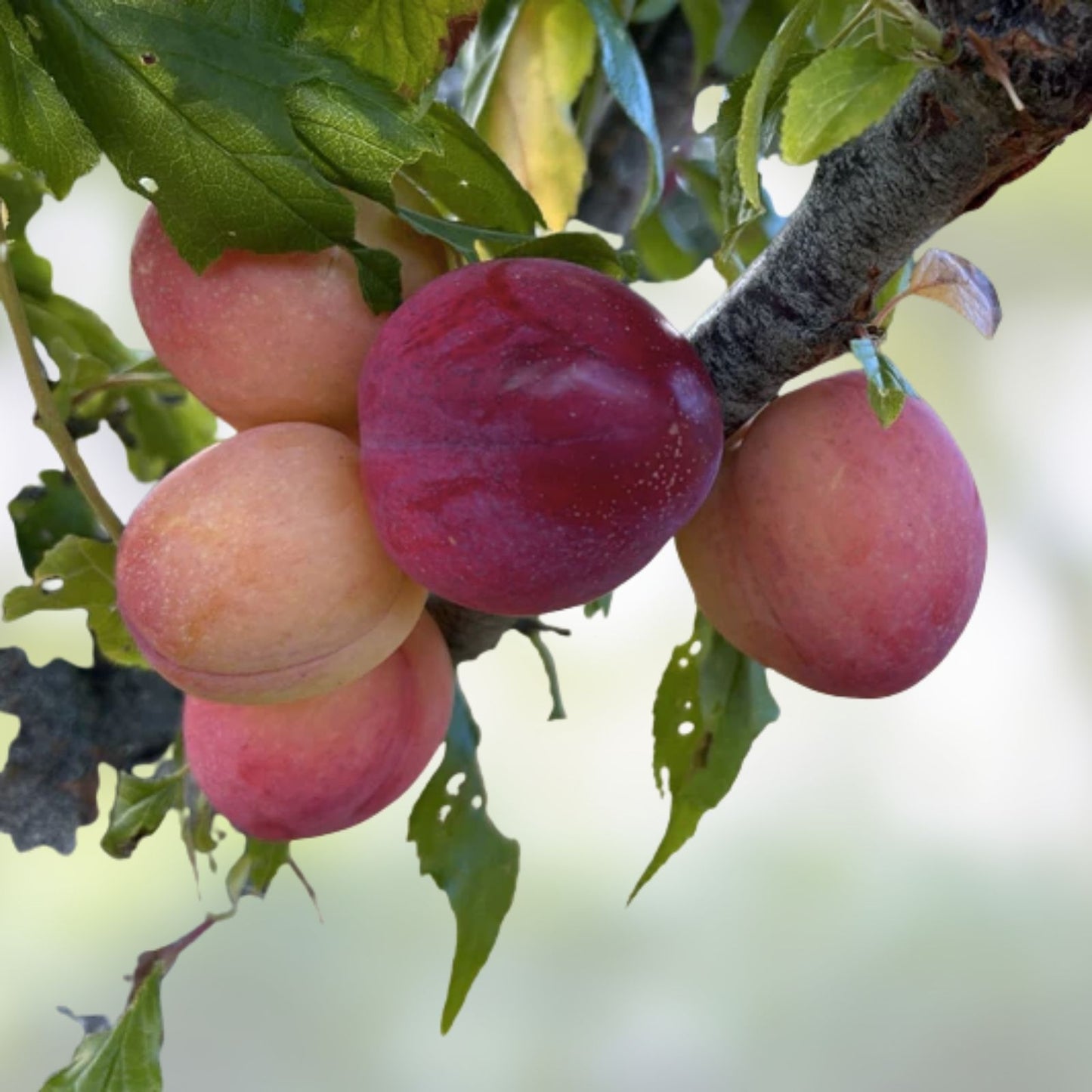 Fruit Tree Cutting Scion Pack - Fig, Mulberry, Apricot, Elderberry, Cherry, Plum, Peach, Pear - Prunus & Morus Species
