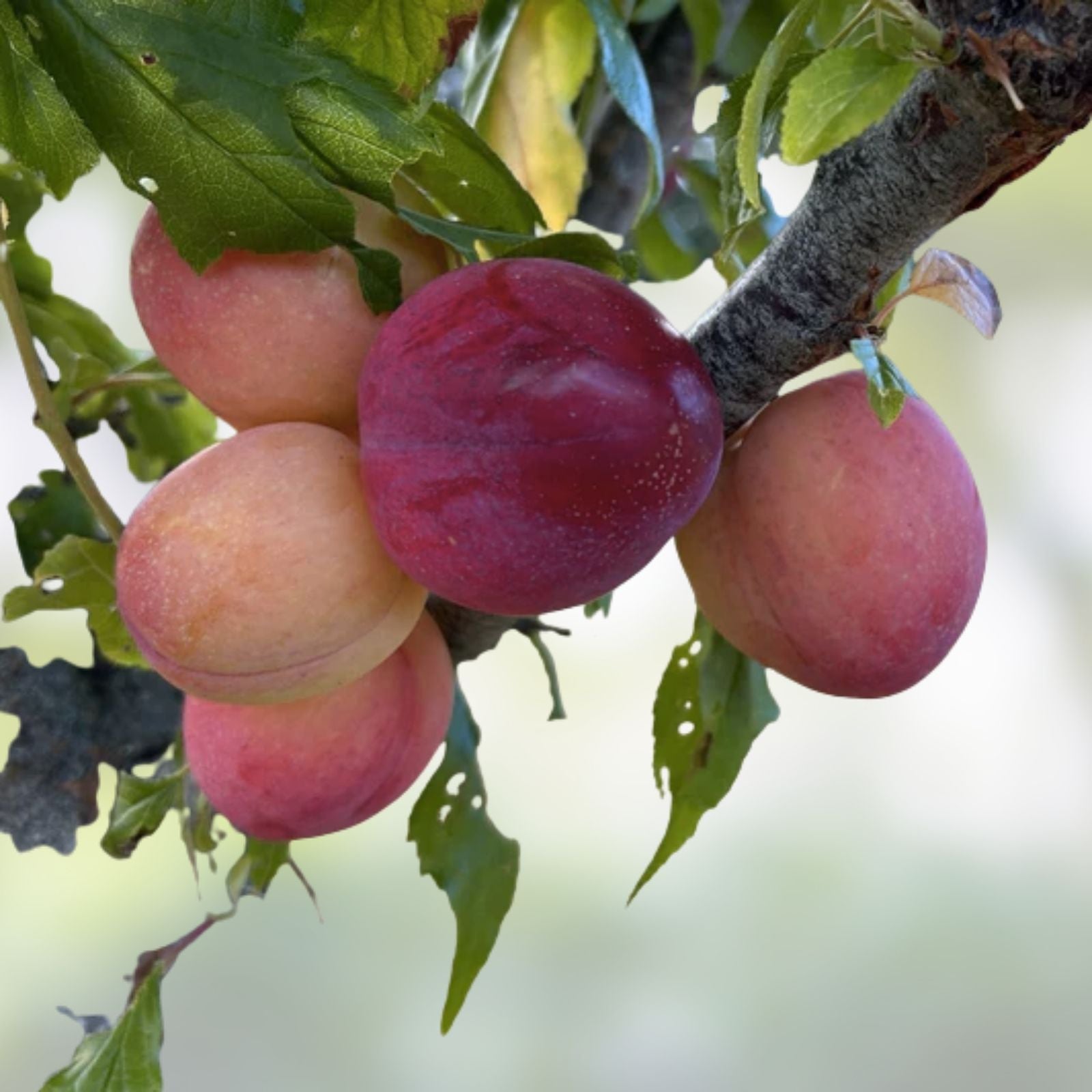 Fruit Tree Cutting Scion Pack - Fig, Mulberry, Apricot, Elderberry, Cherry, Plum, Peach, Pear - Prunus & Morus Species
