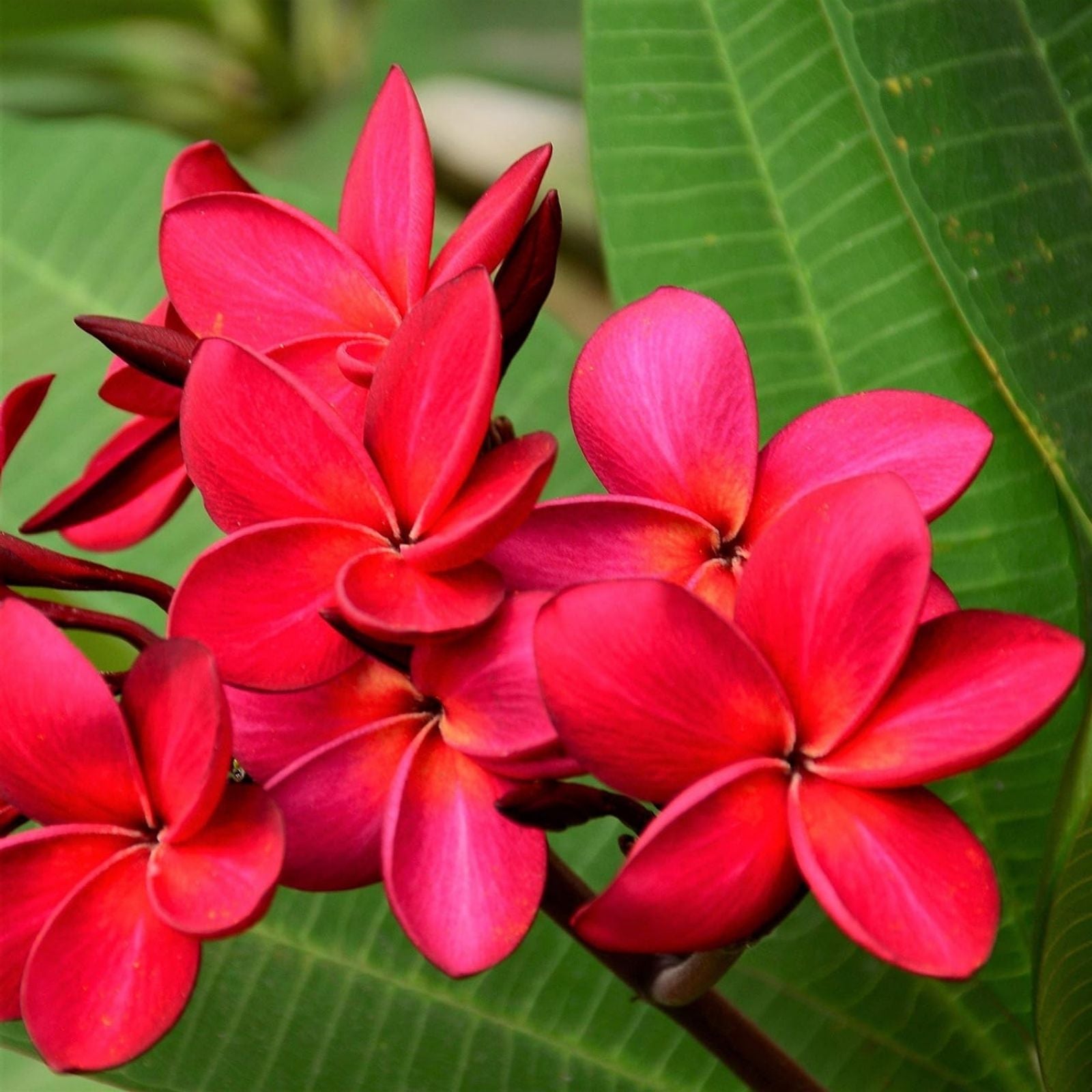 Kapunakea Maui Plumeria Cutting - Red/Orange Petals - MID CUT - Frangipani Plant (Plumeria spp.)