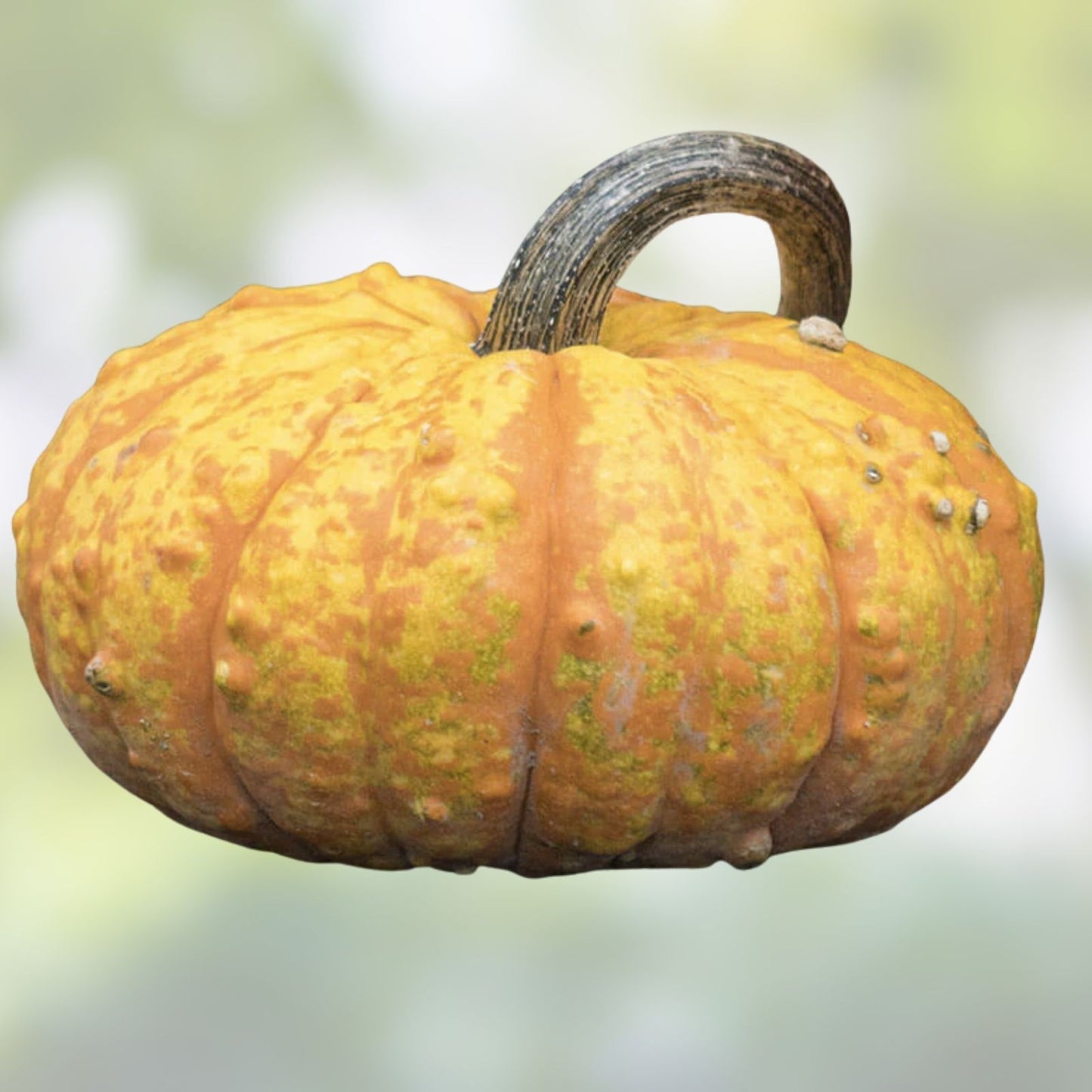 Warty Gnome Mini Pumpkin Seeds 10 Pack Variegated Color Cucurbita pepo Garden Planting Seeds