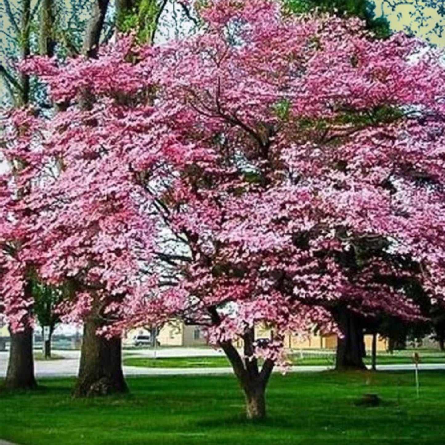 Cherokee Brave Dogwood Tree 16" Live Plant, Reddish Pink Blooms, Cornus florida 'Comco No. 1', Fast Growing Bare Root