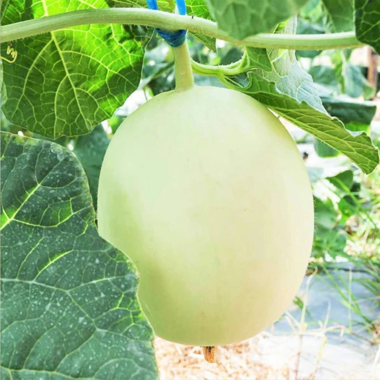 Honey Dew Melon Seeds - 500 Non-GMO Heirloom Seeds - Sweet Green Variety - Cucumis melo