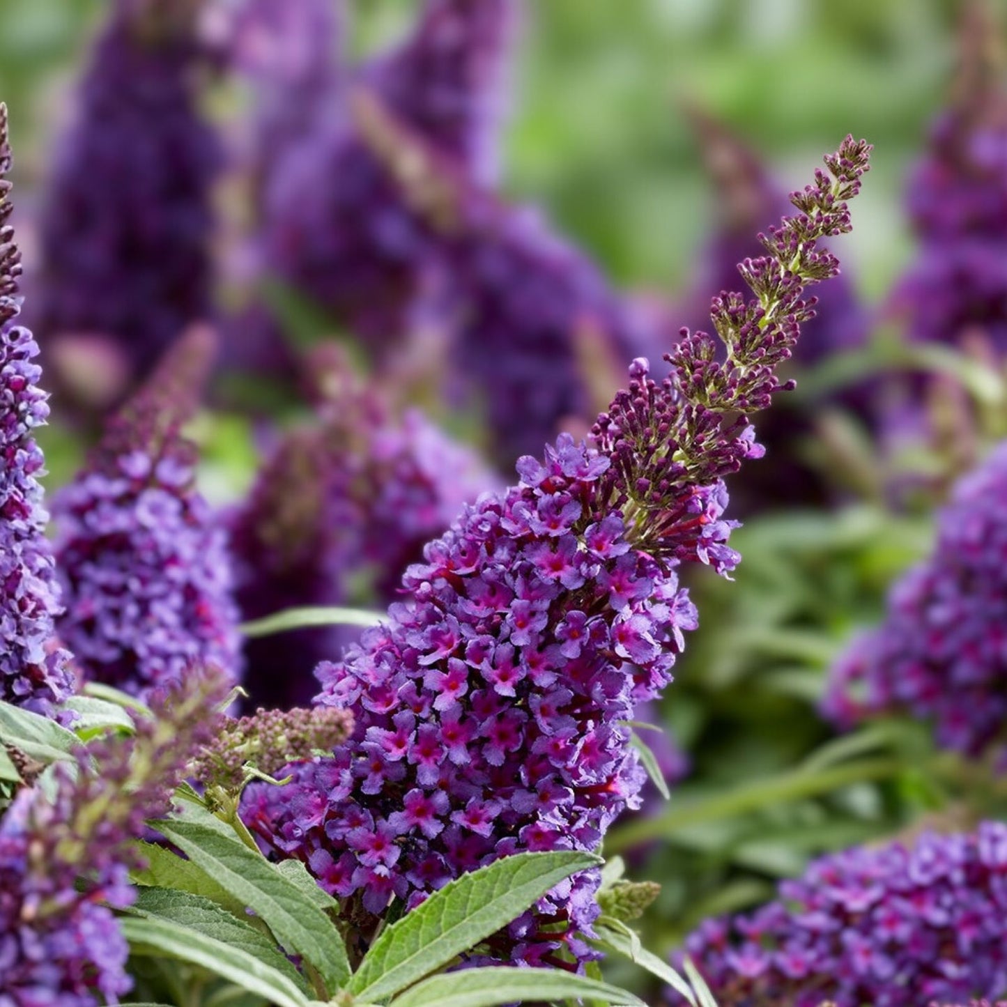 Buddleja Davidii 6” Purple Butterfly Bush Live Plant Unrooted Cutting - Attracts Butterflies, Easy to Grow