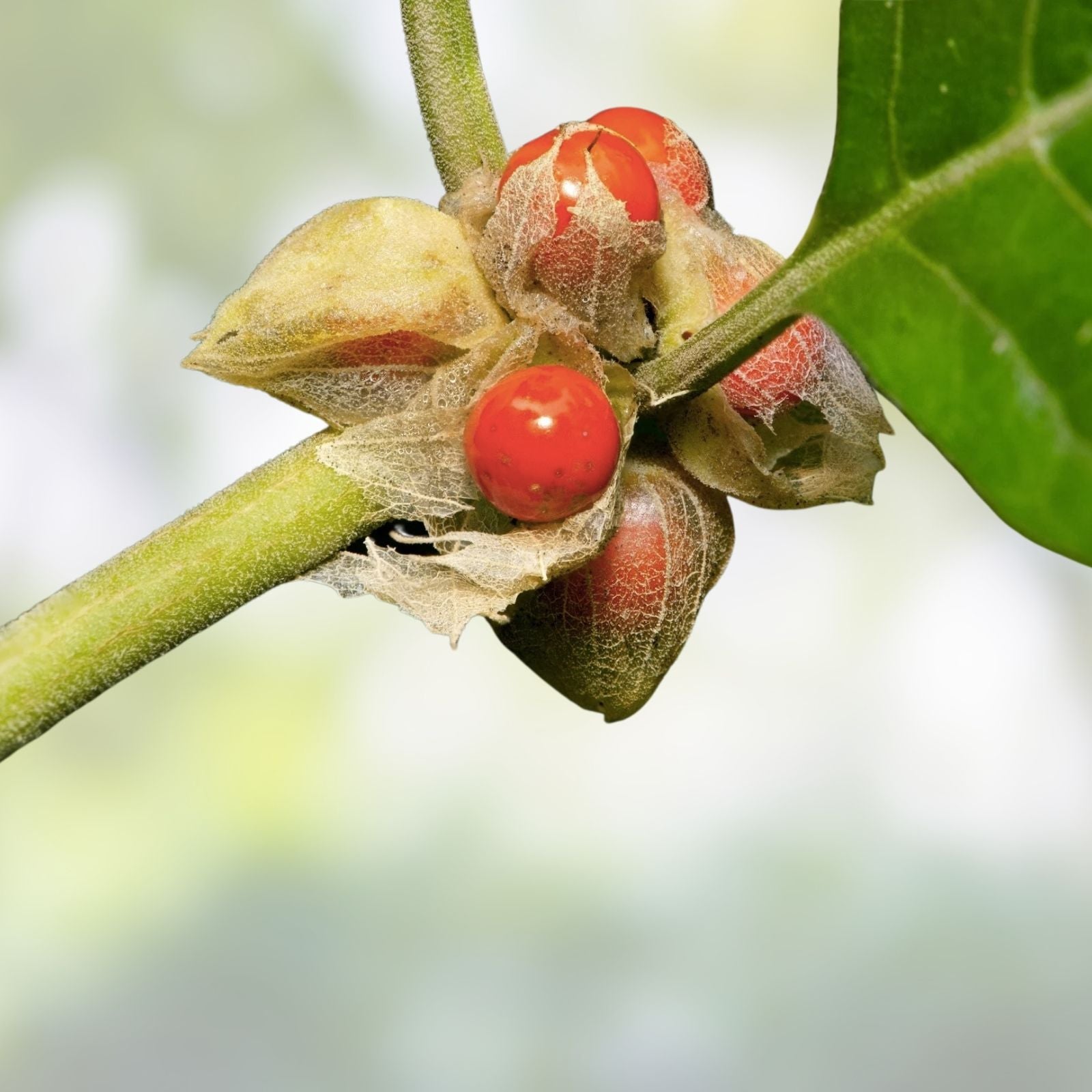 Ashwagandha Herb Seeds 50 Pack - Indian Ginseng, Withania somnifera, Medicinal Plant for Health and Wellness