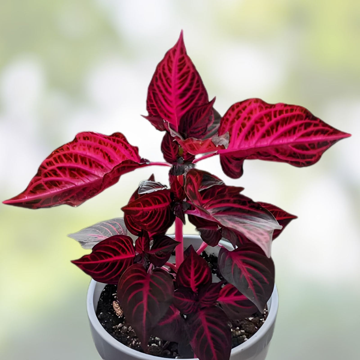 Rare Bloodleaf Plant - Live Houseplant with Vibrant Pink & Green Foliage - Iresine herbstii