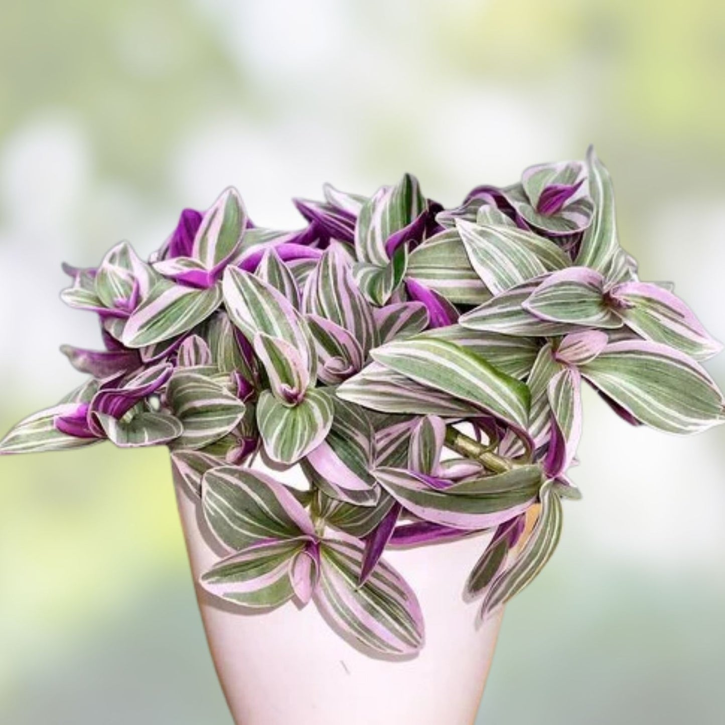 Tradescantia Cuttings 10 Varieties Indoor Houseplant Decor Commelinaceae Mystery Plants