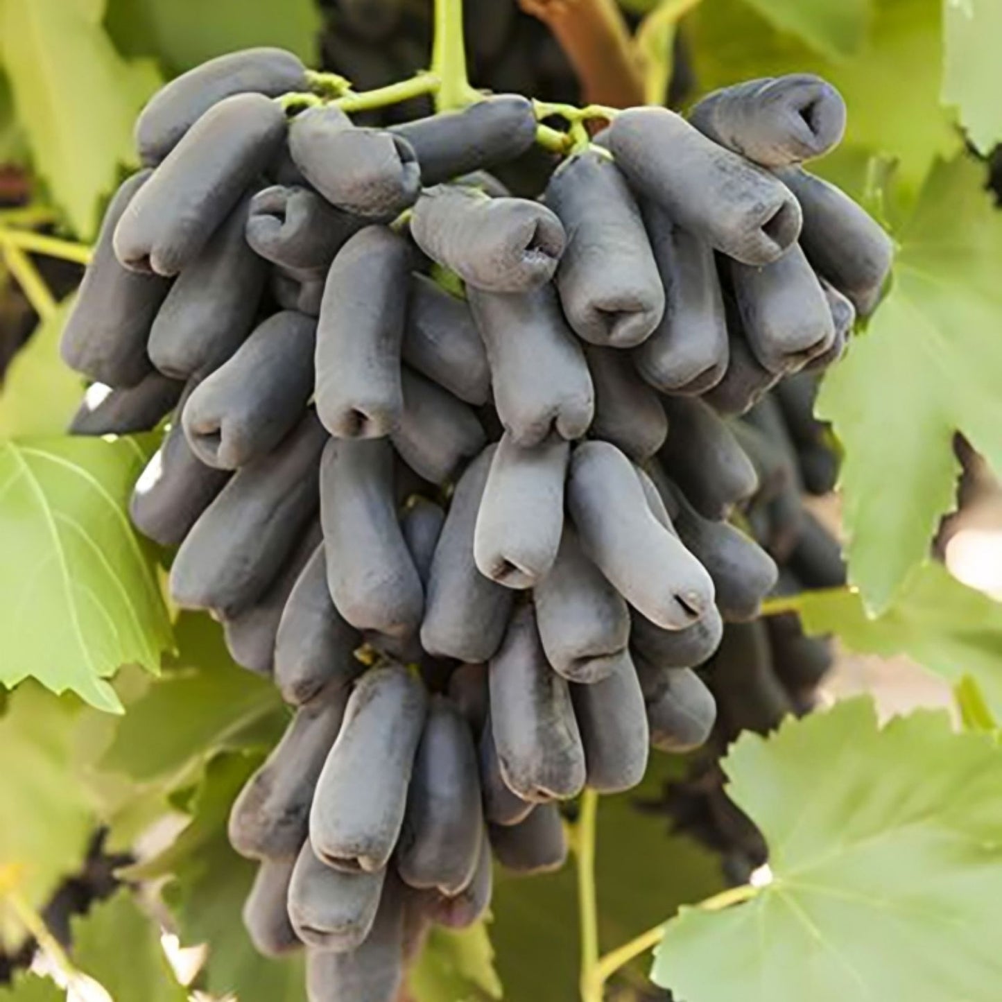 Grape Vines Cuttings - 3 Moon Drops Varietals - Vitis vinifera - Sweet Unique Flavor - Fruit Plant Propagation