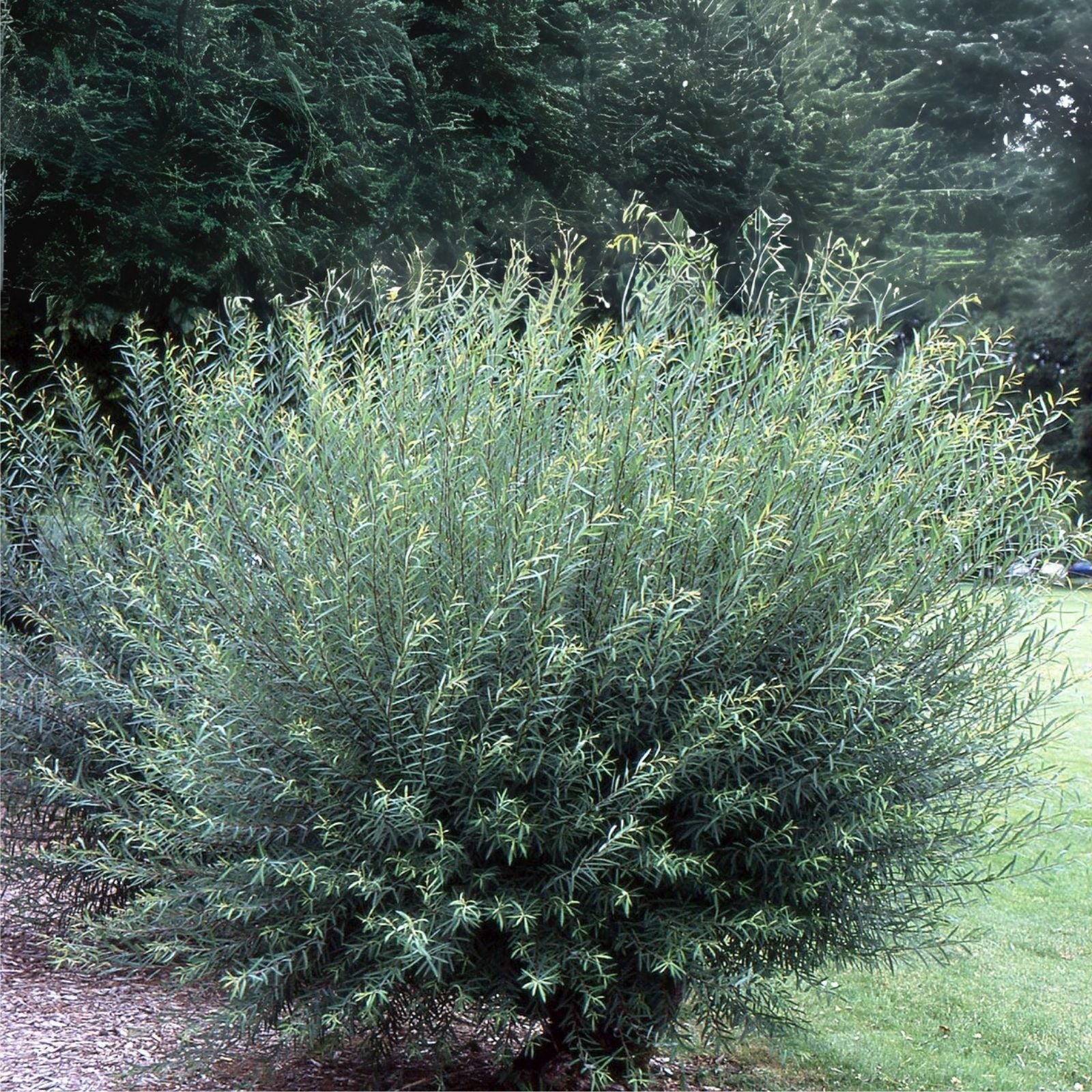 Jumbo Hybrid Willow Tree Cuttings - 25 Thick Root Stock - Salix spp. - Approx 10 Inches