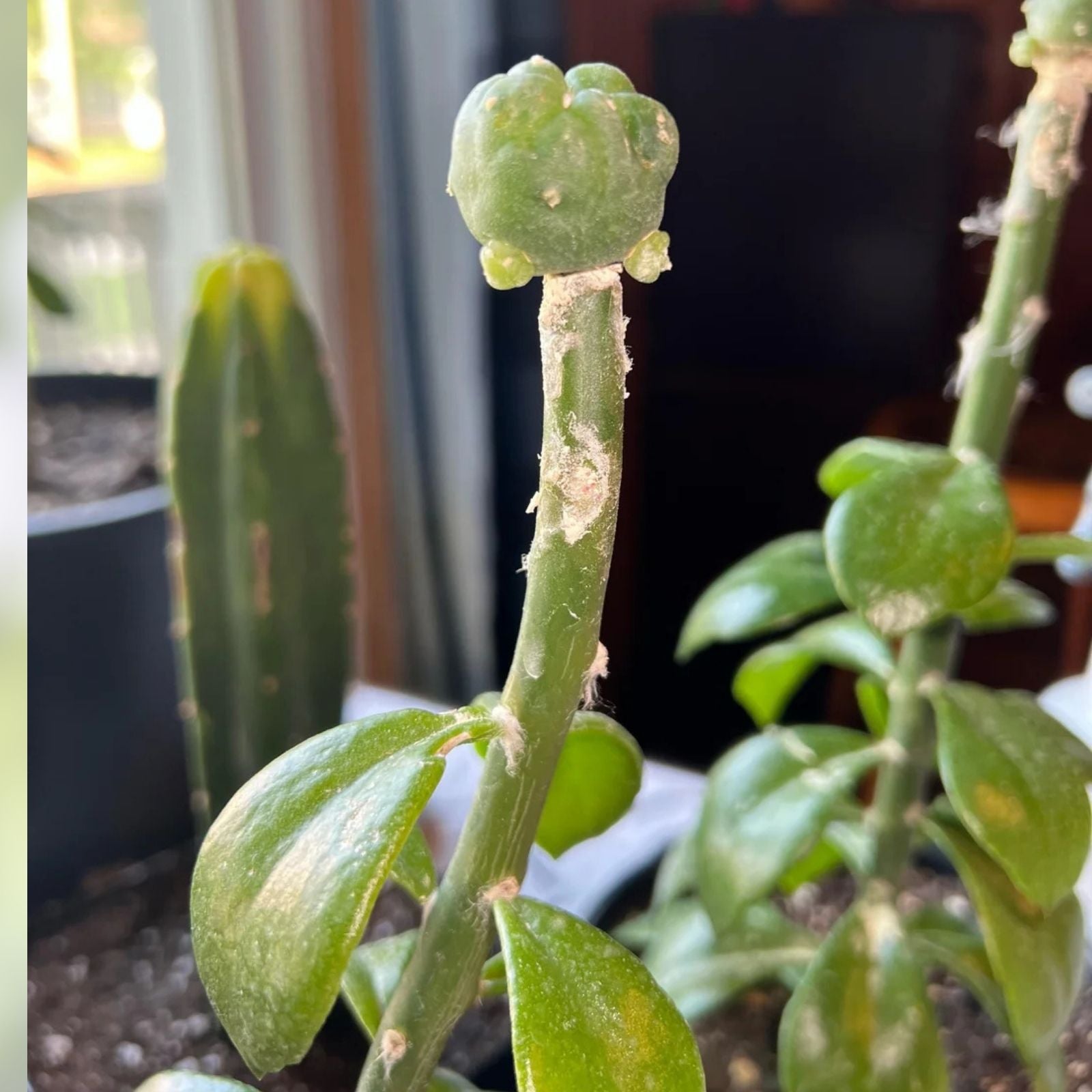 Pereskiopsis Diguetii Grafting Stock Cuttings 5-6 inches for Succulent Propagation, Top Side Cuttings, Easy Grafting Stock