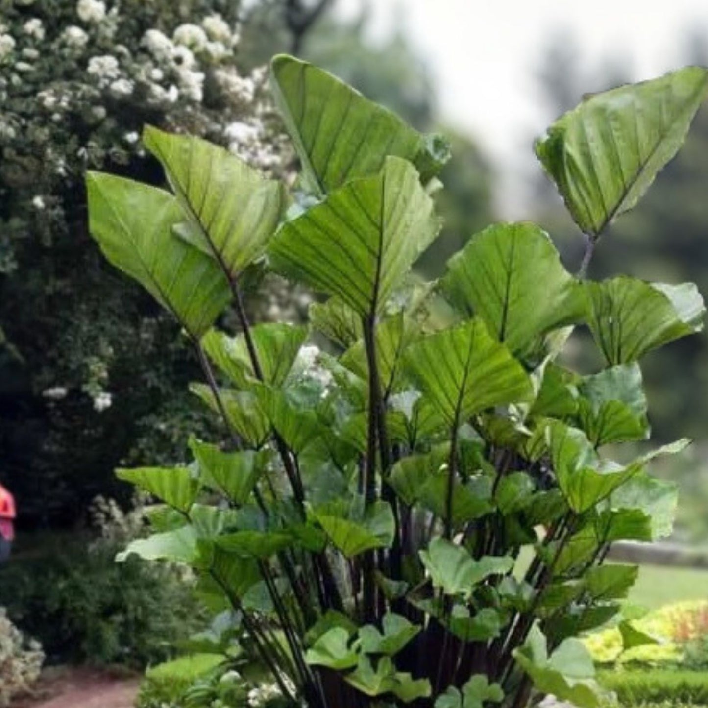 Small Rooted Starter Plant - Colocasia esculenta Elephant Ear Tea Cup - Tropical Foliage Plant for Garden and Indoor Decor