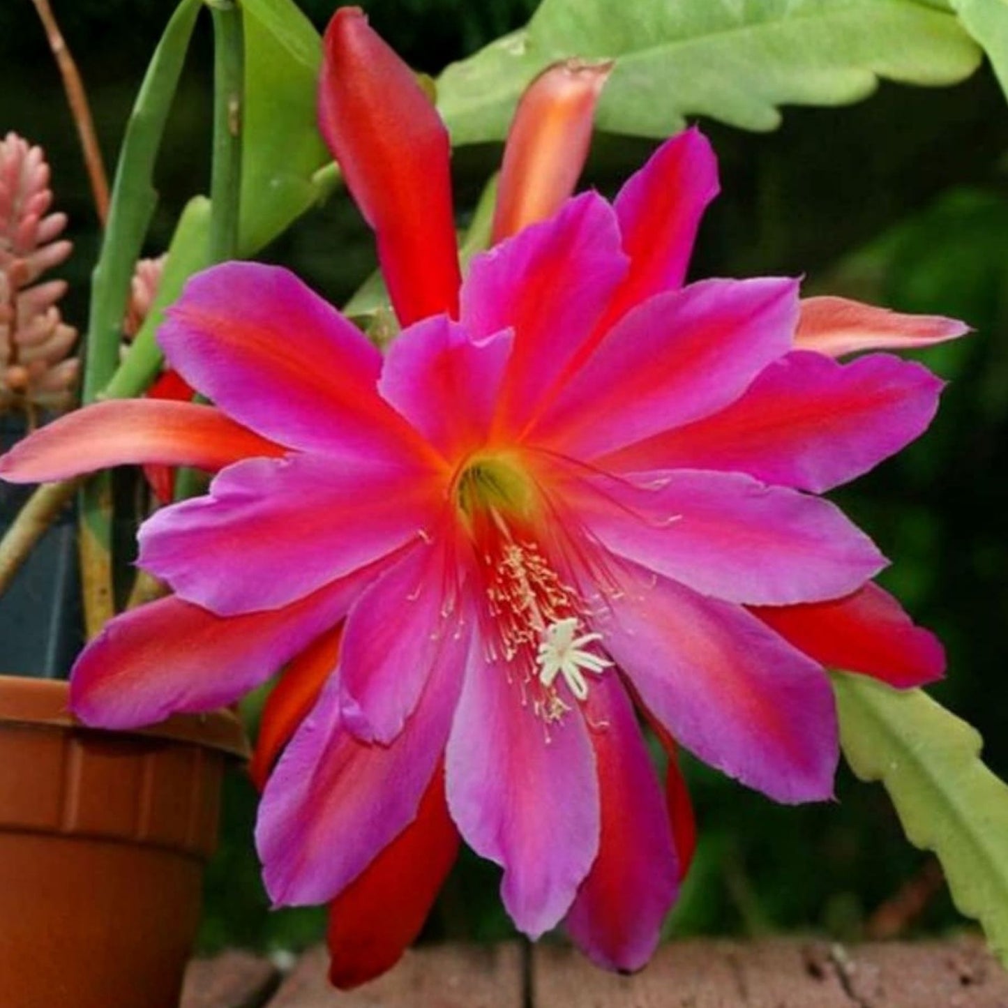 Epiphyllum Cuttings 8-10 Inches Puerto Vallarta Variety Exotic Cactus Plant Unrooted