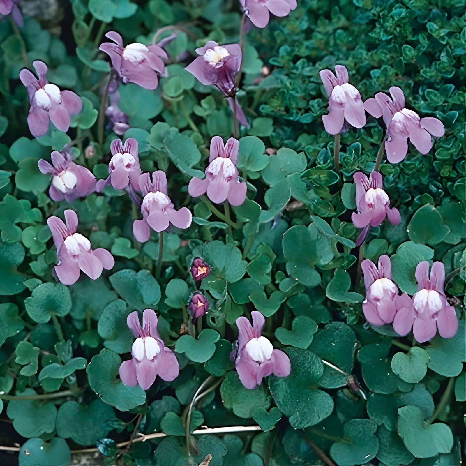 Live Kenilworth Ivy Root Cuttings - Groundcover Perennial Cymbalaria Muralis, Easy to Grow, Hardy Plant for Gardens