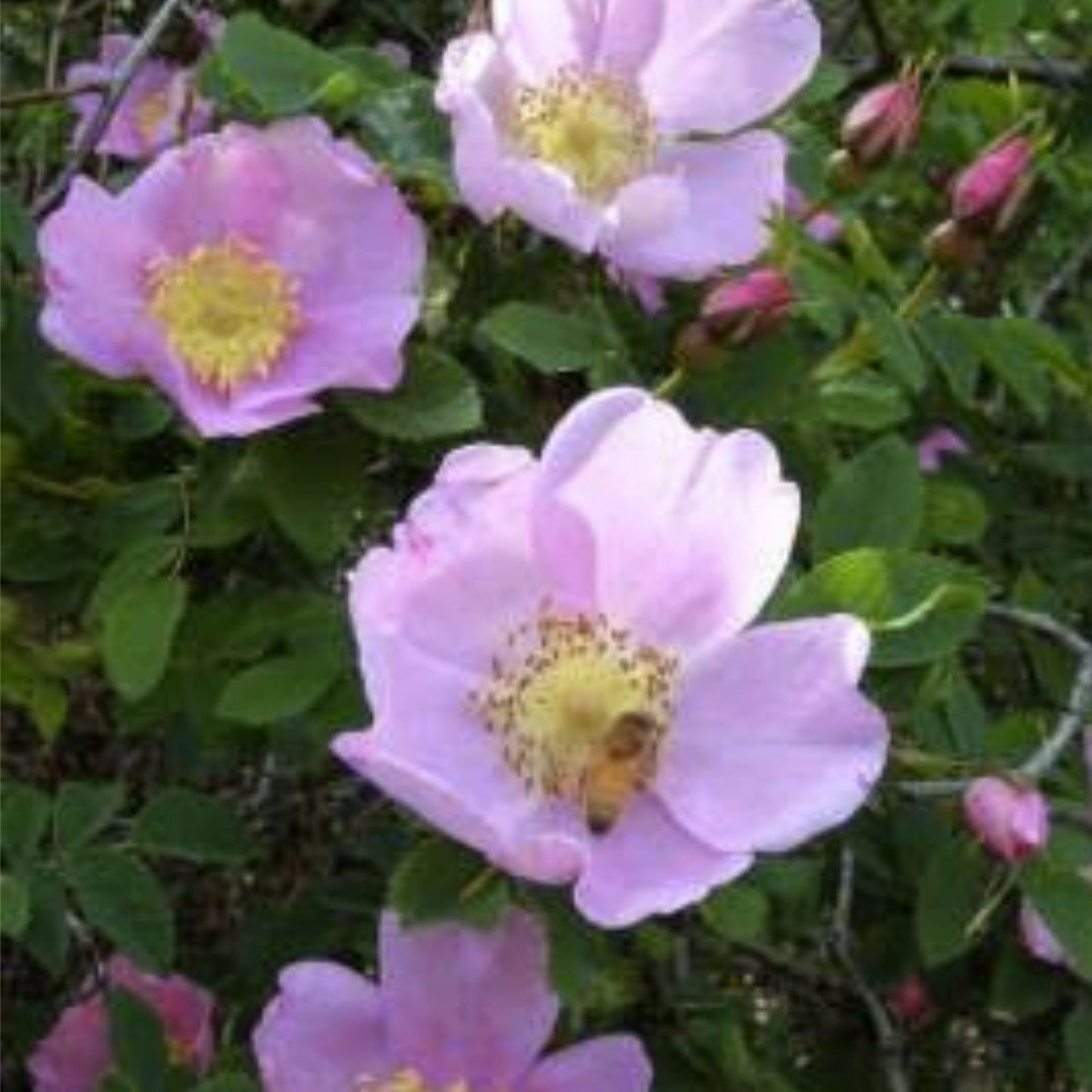 Woods' Rose Seeds 50 Pack - Pink Flowers - Rosa woodsii - Native Wildflower Garden Seeds for Landscaping and Wild Gardens
