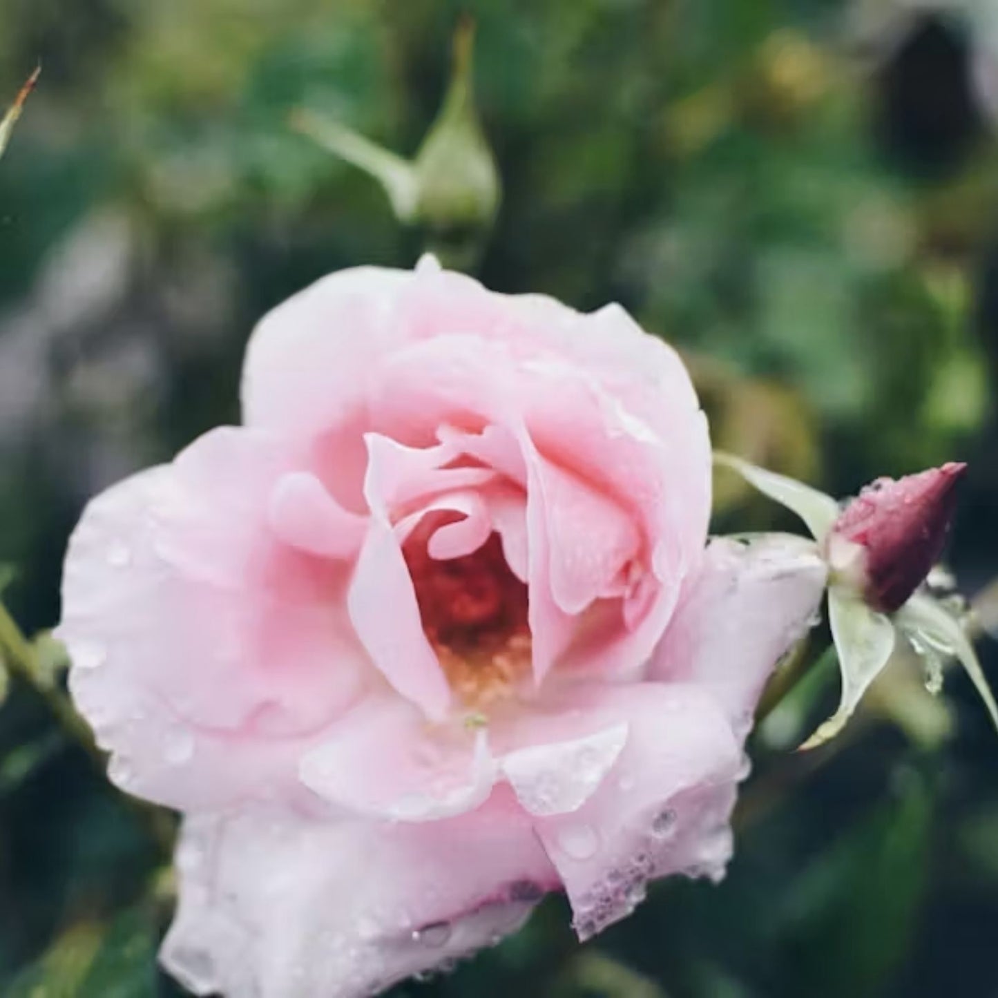 Auspeet Rose Plant Cuttings – 3 Fresh Unrooted 6” Long Propagation Cuttings Rosa spp.