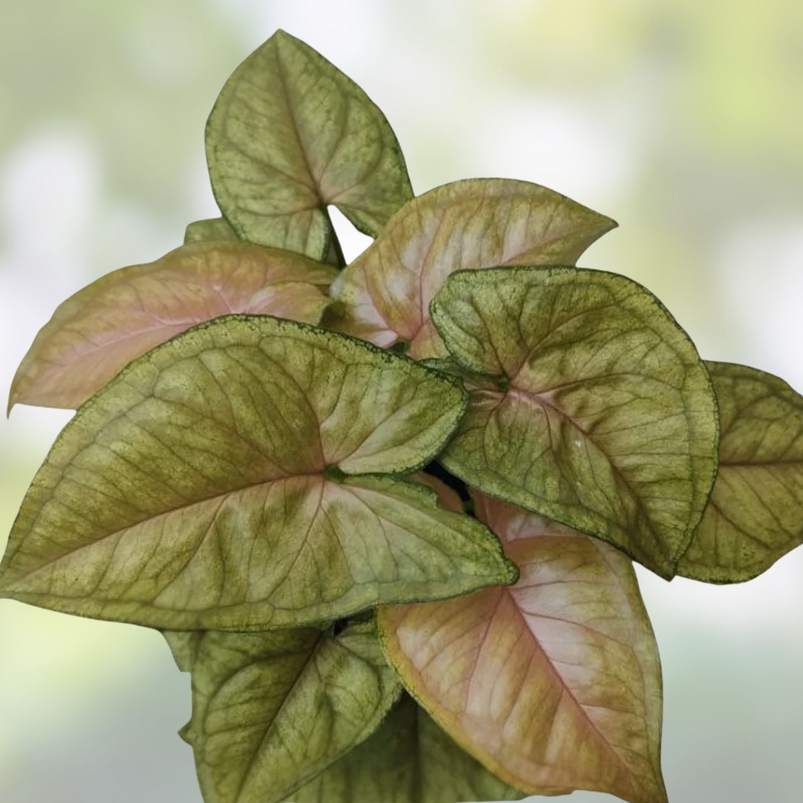 Syngonium ‘Berry Allusion’ Cutting - Rooted Live Plant, Easy Care Indoor Houseplant, Greenery for Home Decor