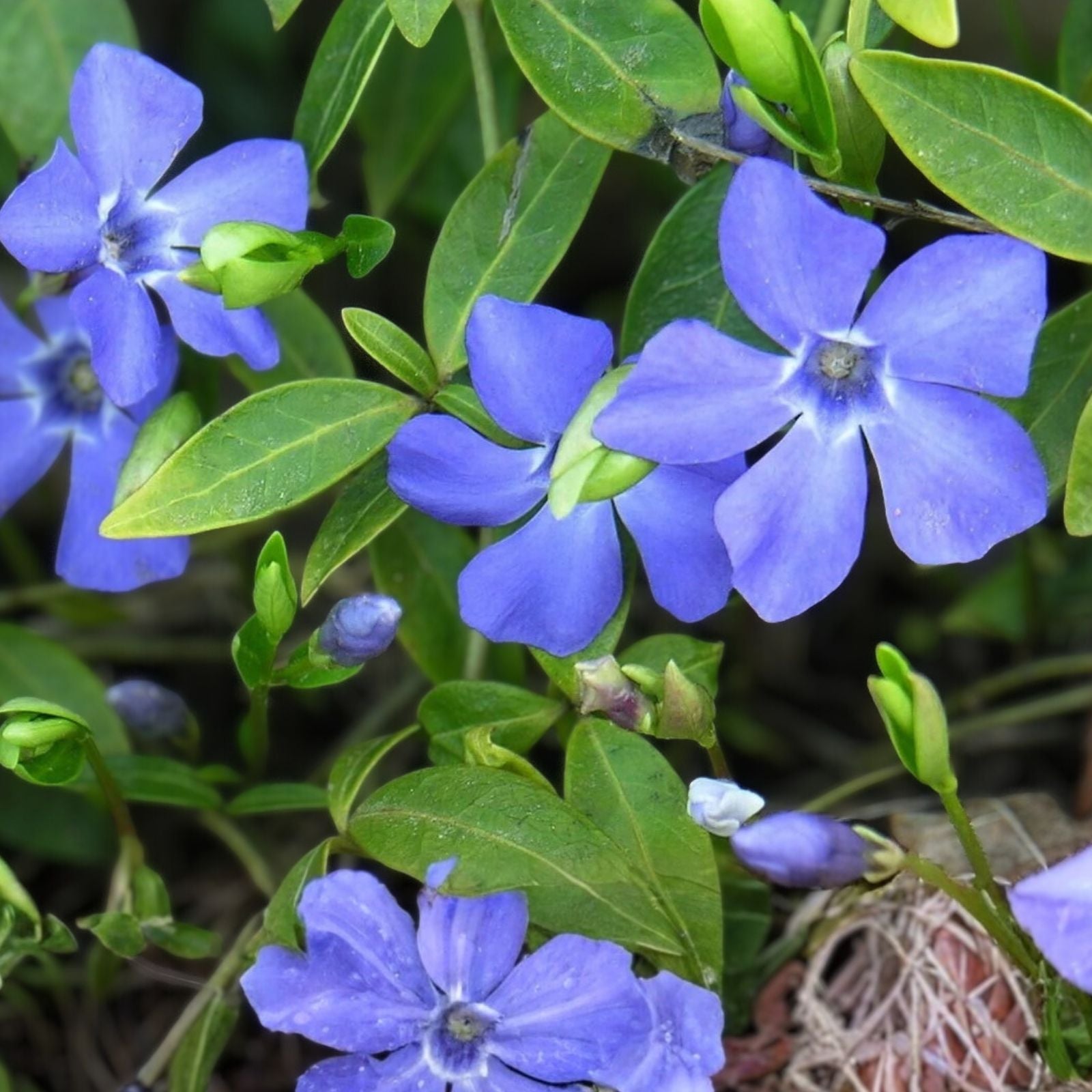 Variegated Vinca Starter Plants, Perennial Ground Cover, Vinca minor, Easy to Grow Garden Plants, 6+ Plants