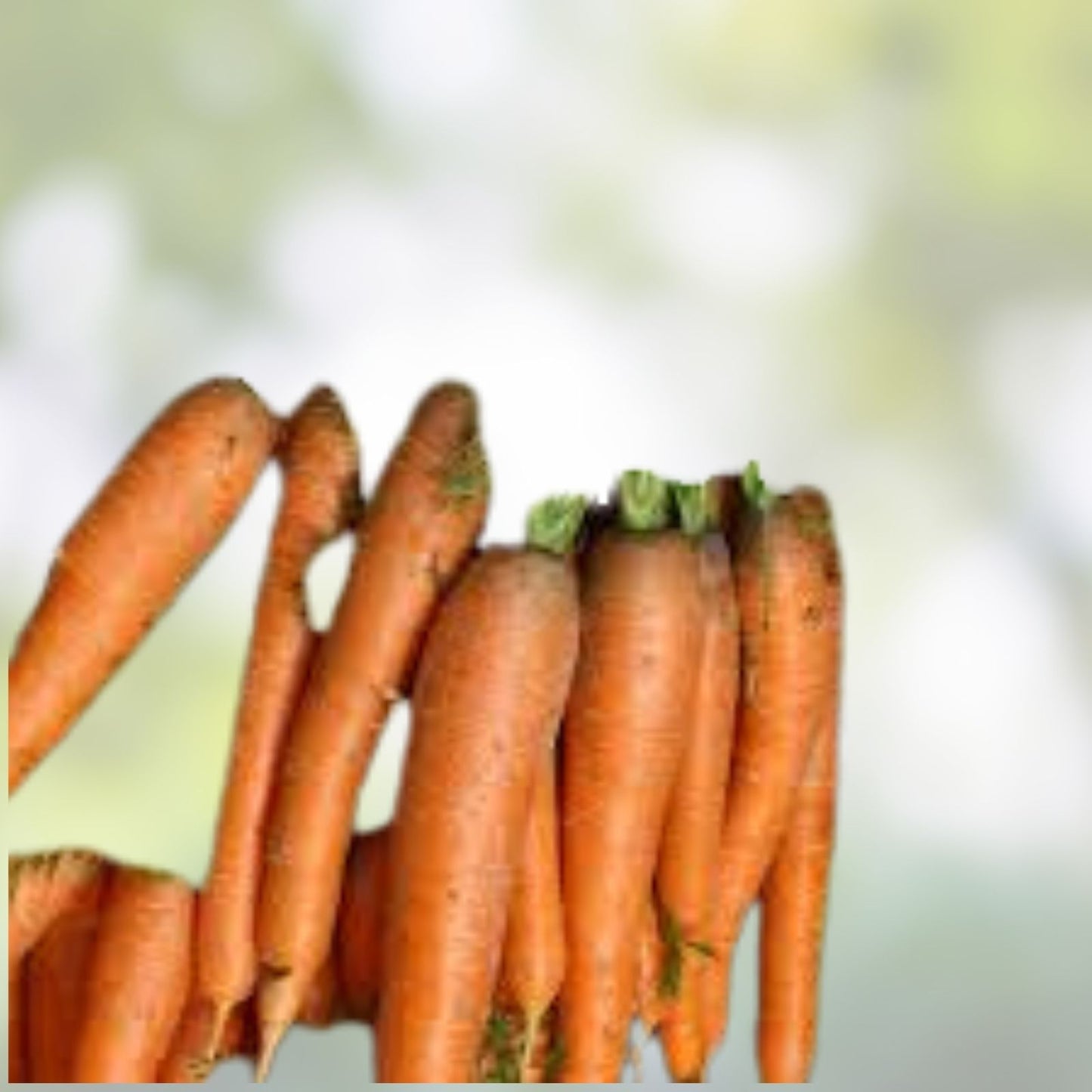 Heirloom Carrot Seeds Danvers 126 Organic Vegetable Seeds for Home Gardening 50+ Seeds
