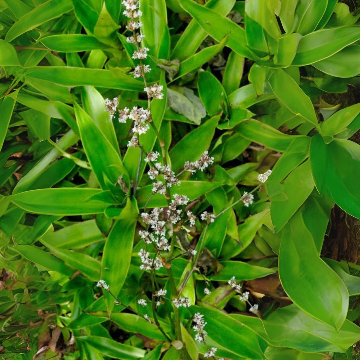 Basket Plant Cutting (1) No Roots - Callisia Fragans - Indoor Houseplant Cutting for Propagation and Decoration