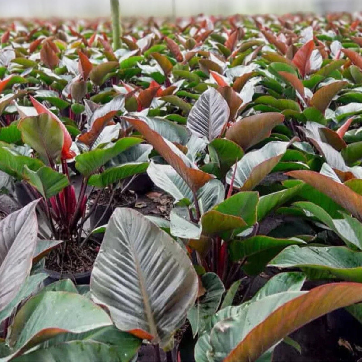Philodendron Congo Rojo 9" Pot | Red Stems & Amber Green Leaves | Easy Care Houseplant | Indoor Plant - Philodendron Congo Rojo