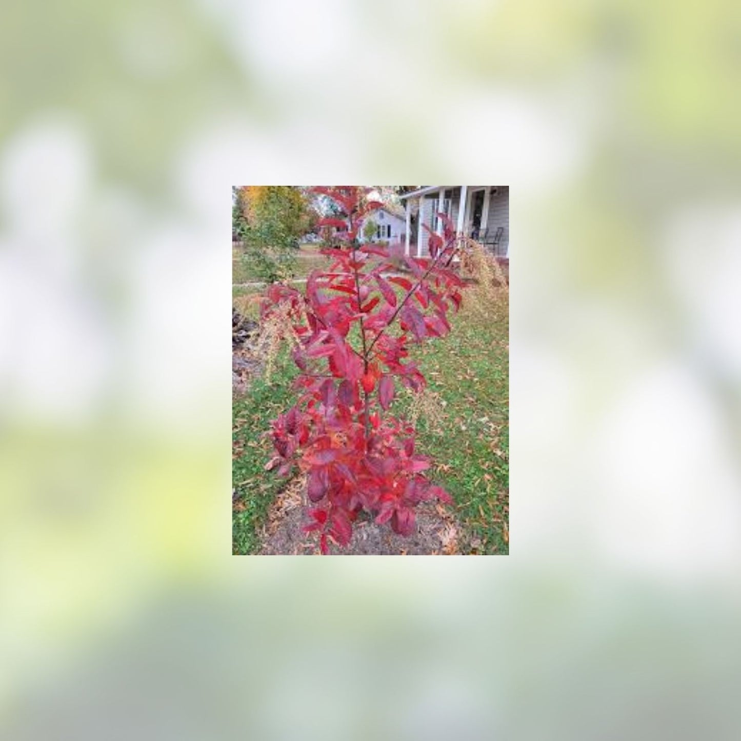 Sourwood Tree Seedlings 1 Gallon Native Variety Oxydendrum arboreum Deciduous Ornamental Tree