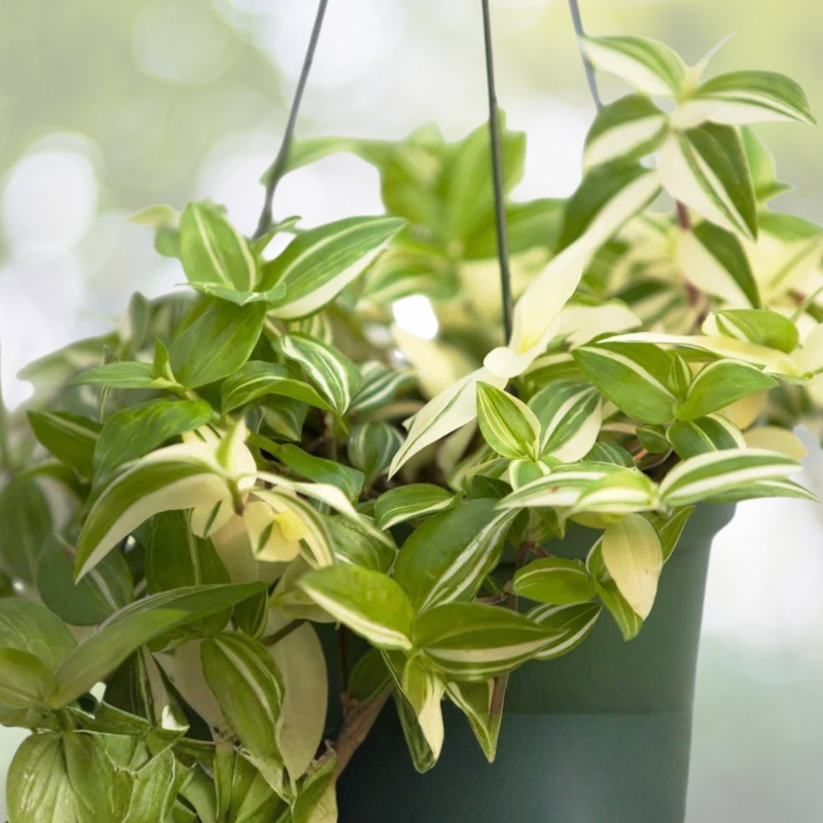 Bolivian Wandering Jew Plant 6in Hanging Basket - Callisia Repens - Easy Care Indoor/Outdoor Houseplant - Spiderwort