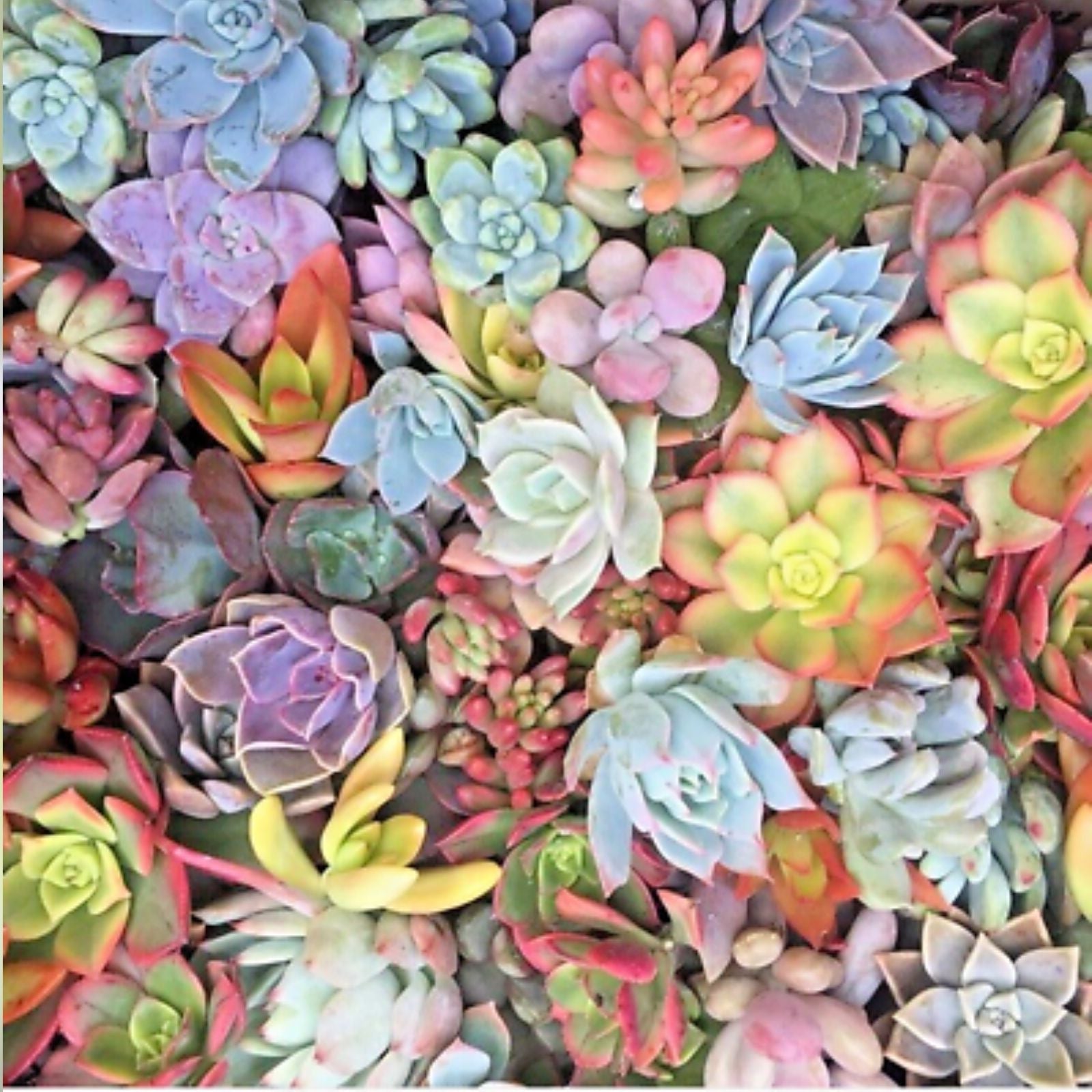 15 Mixed Live Succulent Plant Cuttings - Unrooted, 1-2" Variety for DIY Projects, Terrariums, and Home Decor