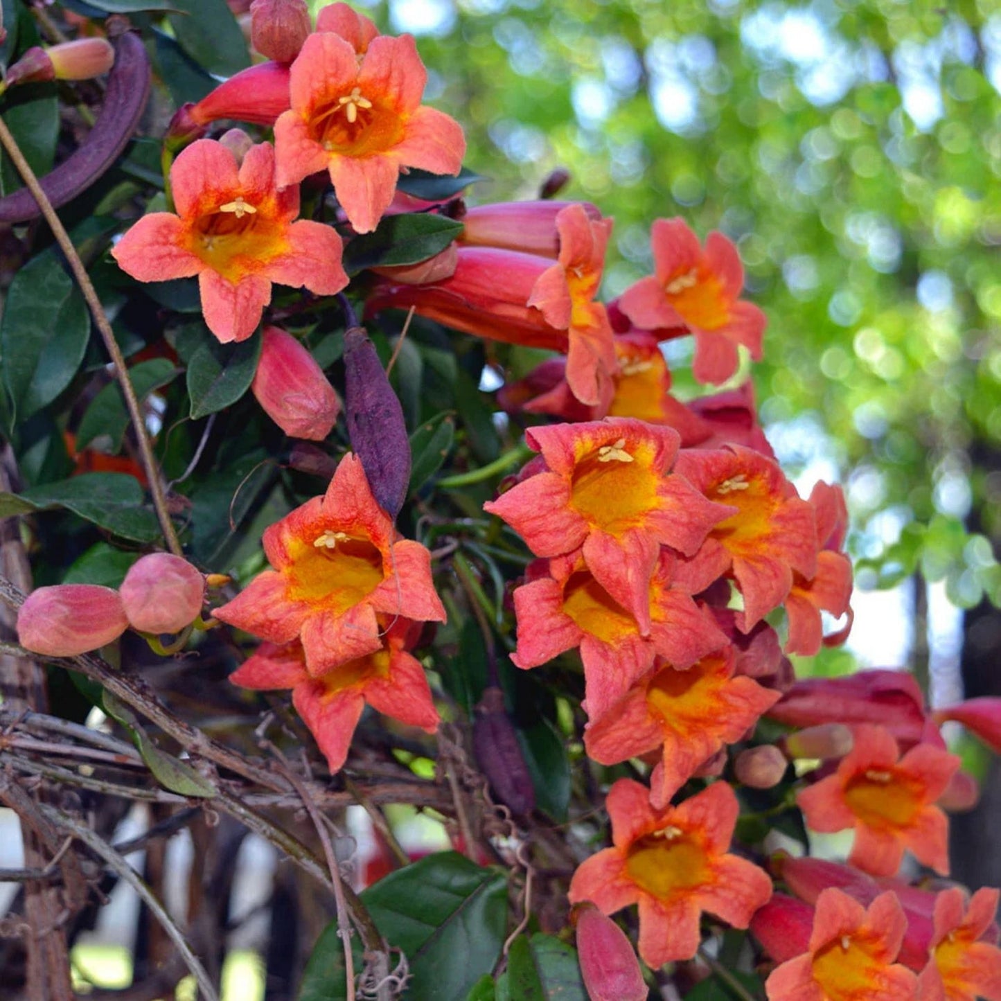 Bignonia Tangerine Beauty Crossvine Starter Plant - Attracts Butterflies - Orange Flowers - Rooted Plant