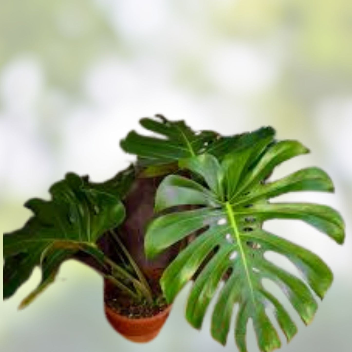Rare Monstera Dissecta Cutting - Live Rooted Plant, Unique Tropical Houseplant, Monstera Adansonii, No Pot