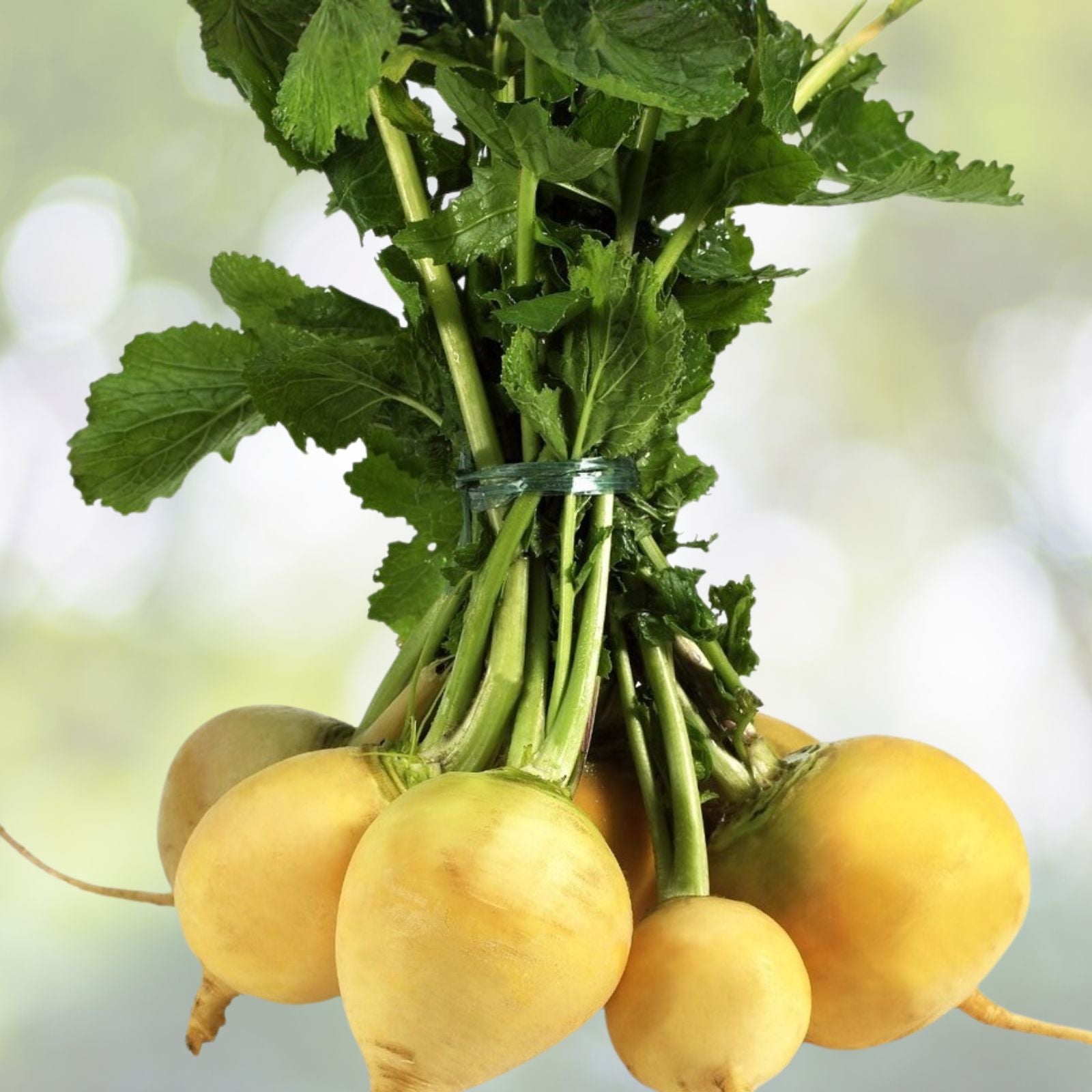 Heirloom Turnip Seeds 50+ Seeds Seven Top Variety Brassica rapa Root Vegetable Organic Gardening
