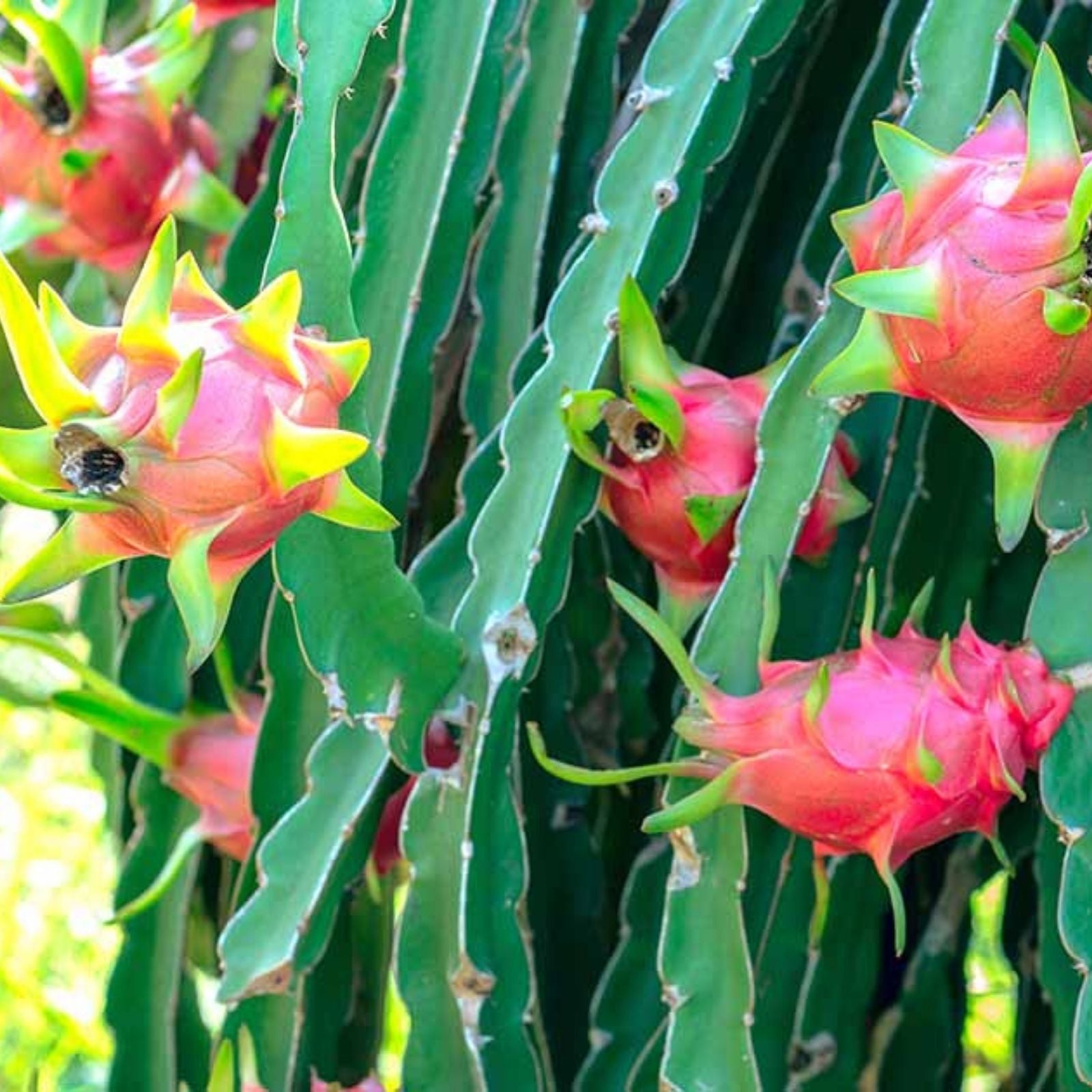 Dragon Fruit Starters - Exotic Rare Varieties - Hylocereus spp. - Edible Cactus Plant for Garden or Indoor Growing