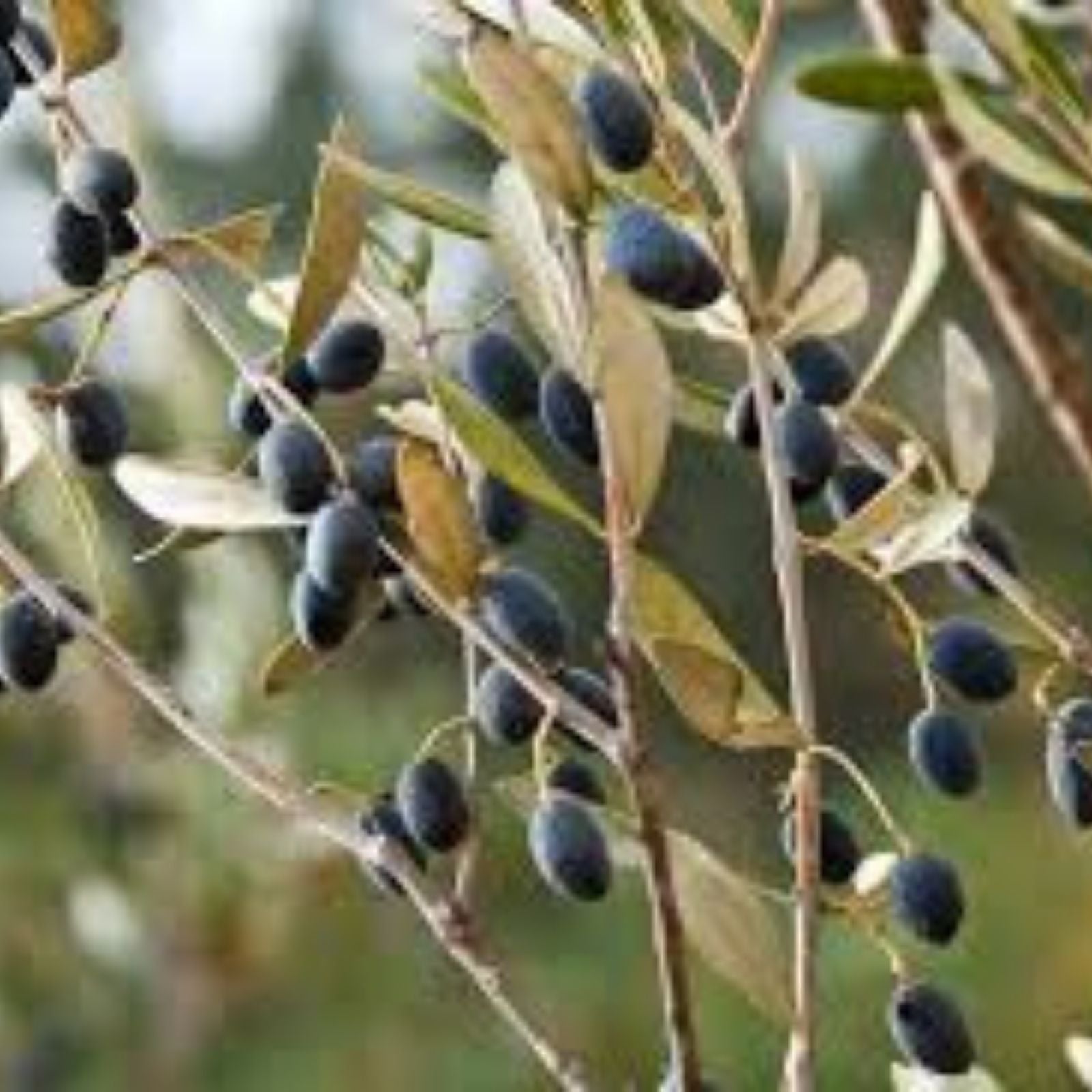 Olive Tree Seeds 25 Pack | Olea europaea | Organic Gardening, Planting, Growing Olive Trees