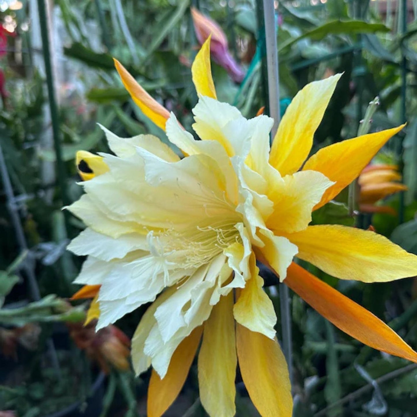 Epiphyllum Cuttings 8-10 Inches Clarity's Marika Unrooted Exotic Cactus Plant