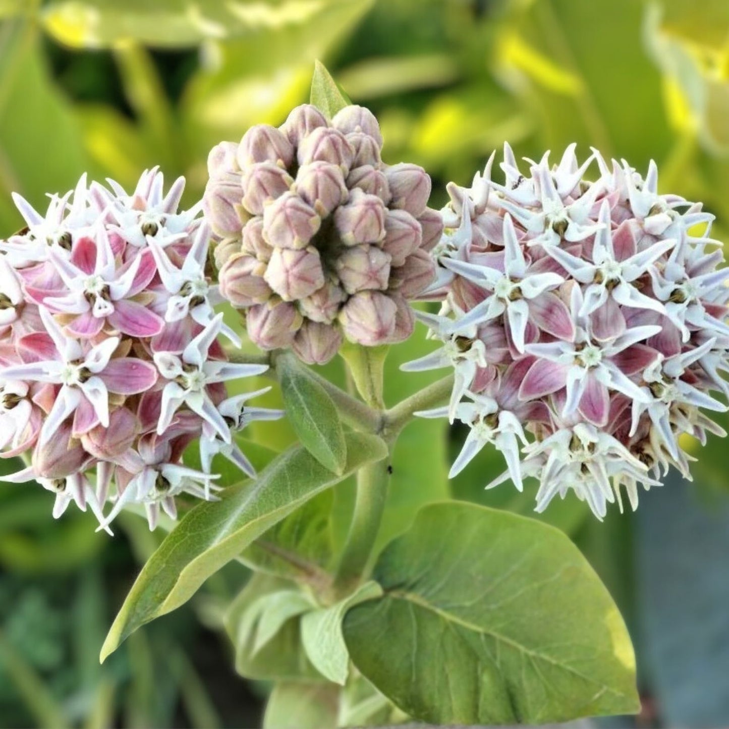 Showy Milkweed Seeds 50 Pack - Asclepias speciosa Native Pollinator Plant Butterfly Attractor Wildlife Friendly