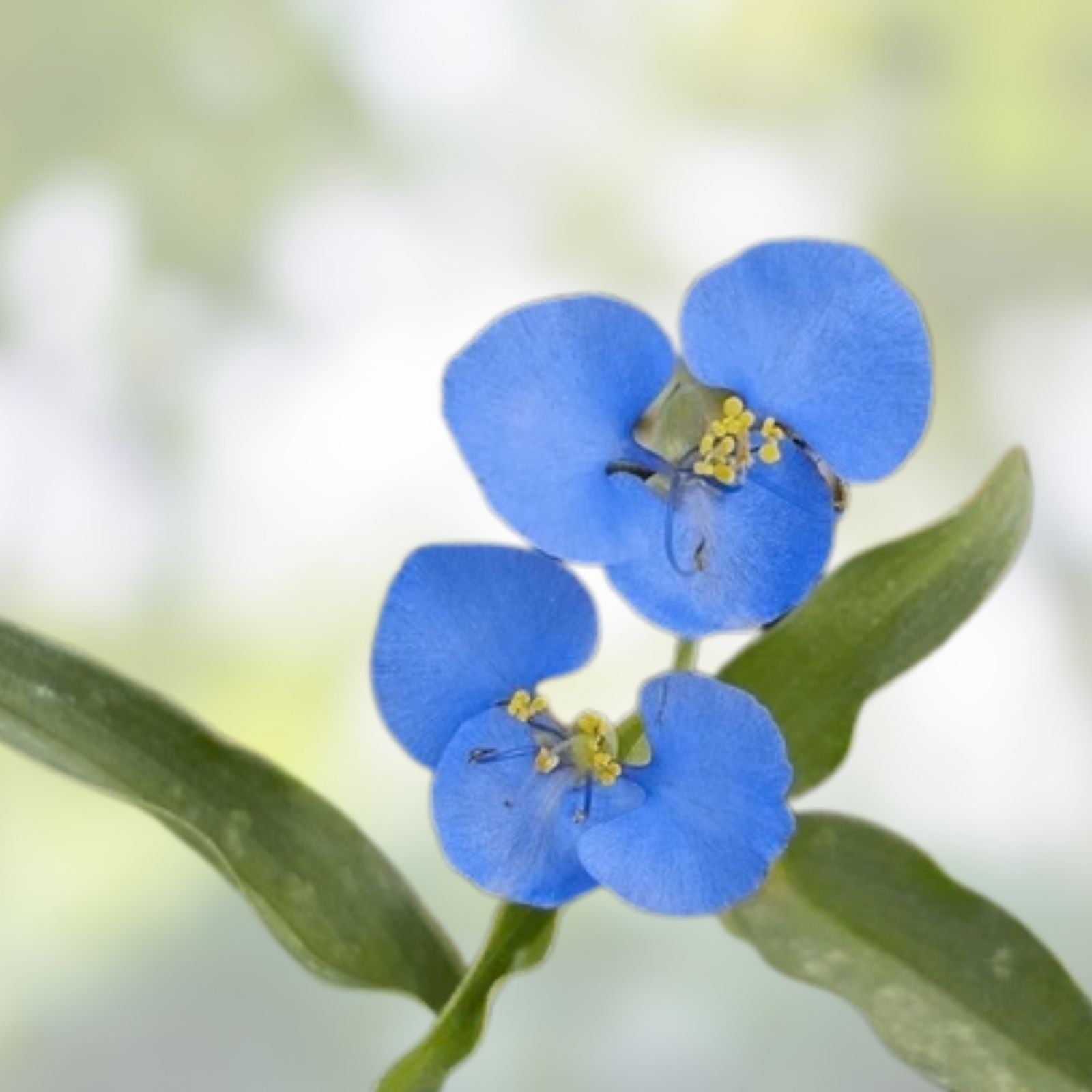 Commelina Diffusa Cuttings 15 Pieces 7 Inches Long No Soil Tropical Ground Cover Plant