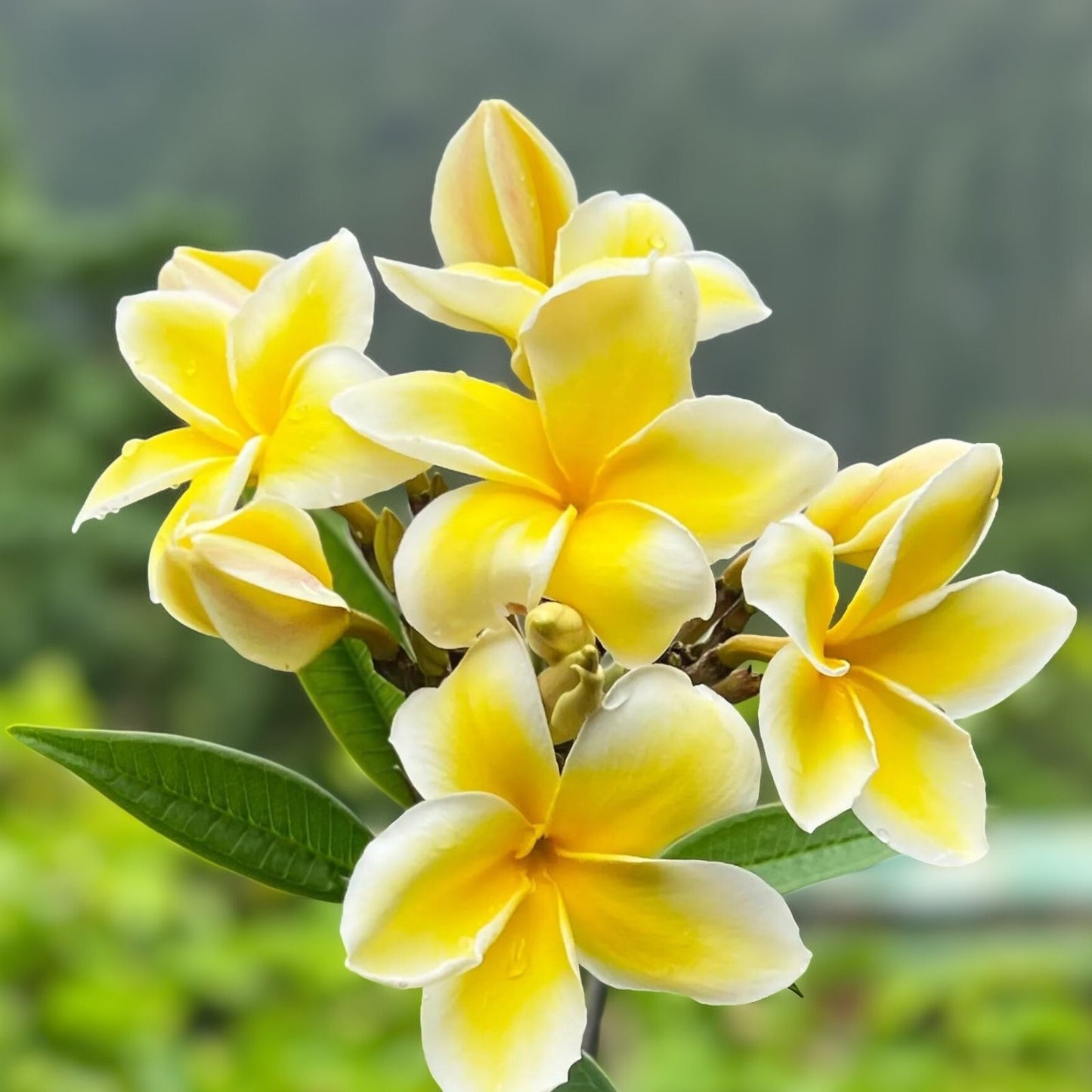 Yellow Plumeria Cuttings - Frangipani Plant for Gardening - Plumeria rubra - Tropical Flowering Plant