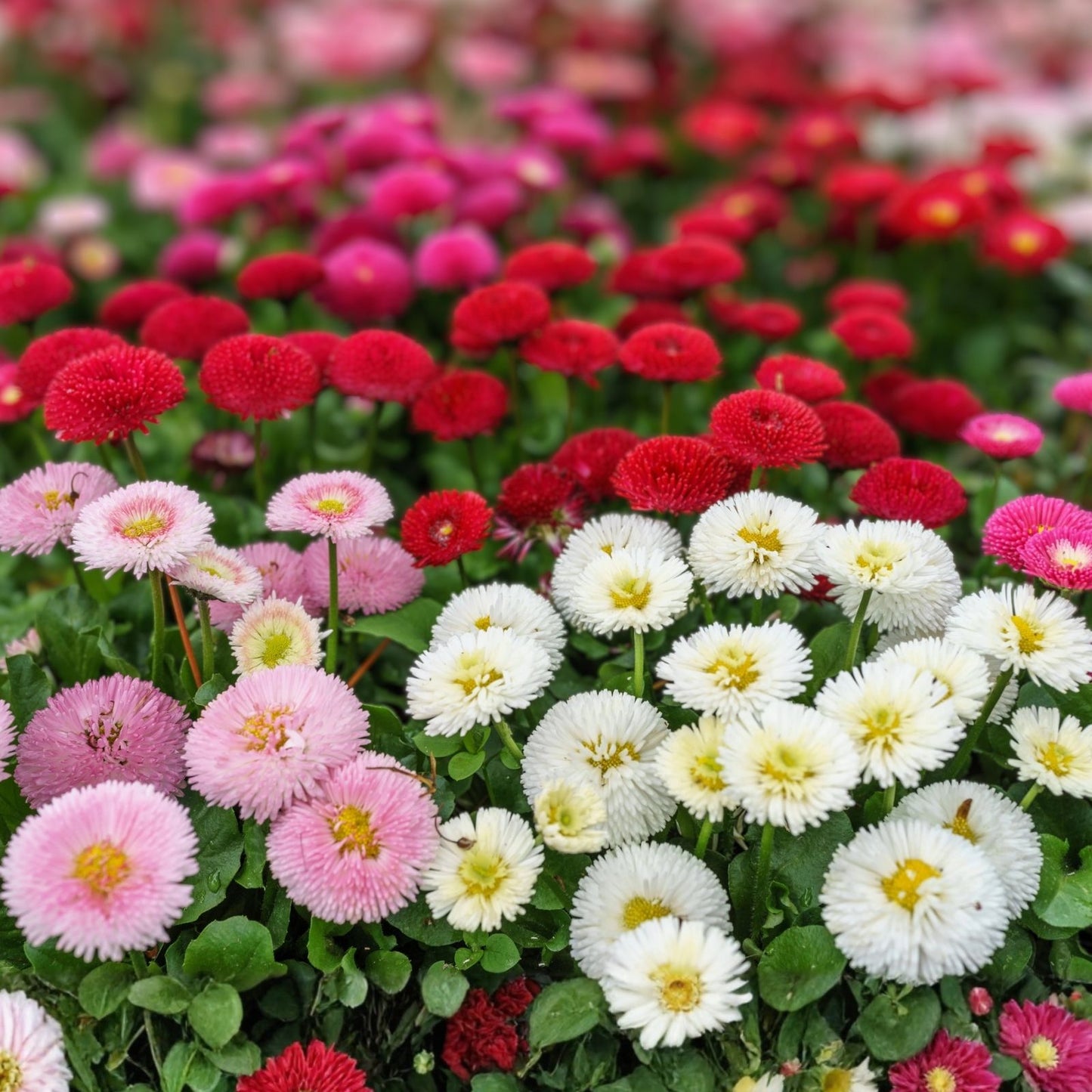 Painted Daisy Flower Seeds - 100 Count - Colorful Chrysanthemum Variety - Bellis perennis - Perennial Garden Flower Seeds