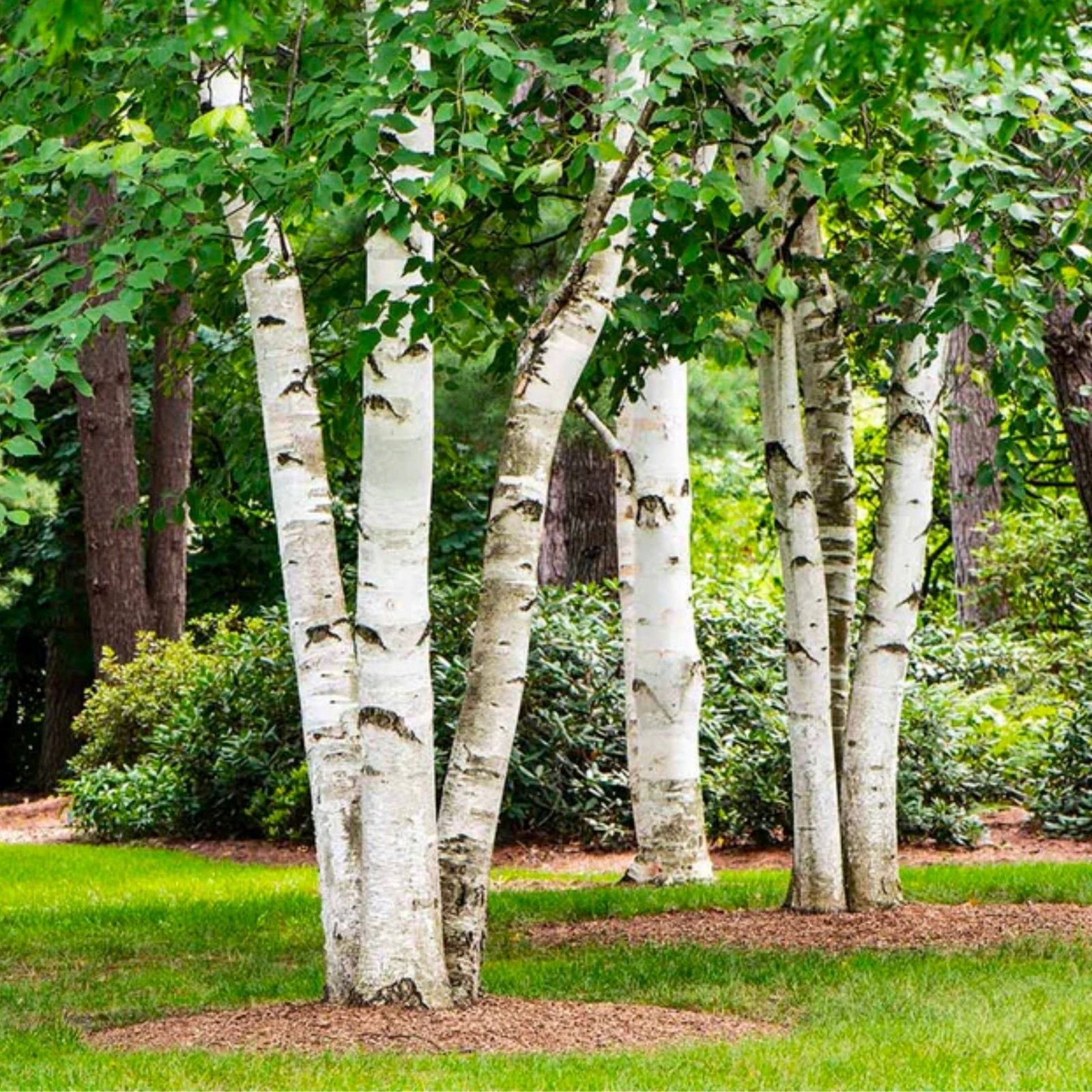 White Paper Birch Tree Seeds - 100 Pack for Bonsai - Betula papyrifera - Ornamental Tree Seeds for Gardening and Landscaping