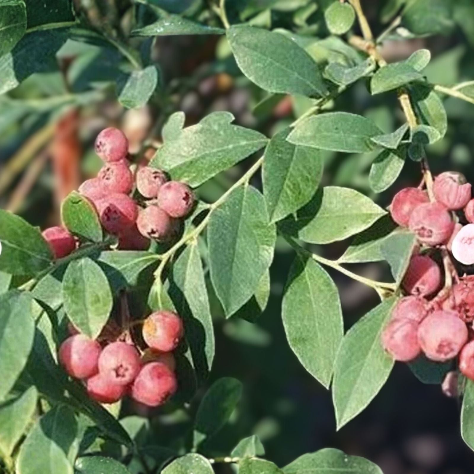Florida Blueberry Plant 3-Pack, Edible Rabbiteye Variety, Pink Fruit, Low Chilling Requirement - Vaccinium spp.