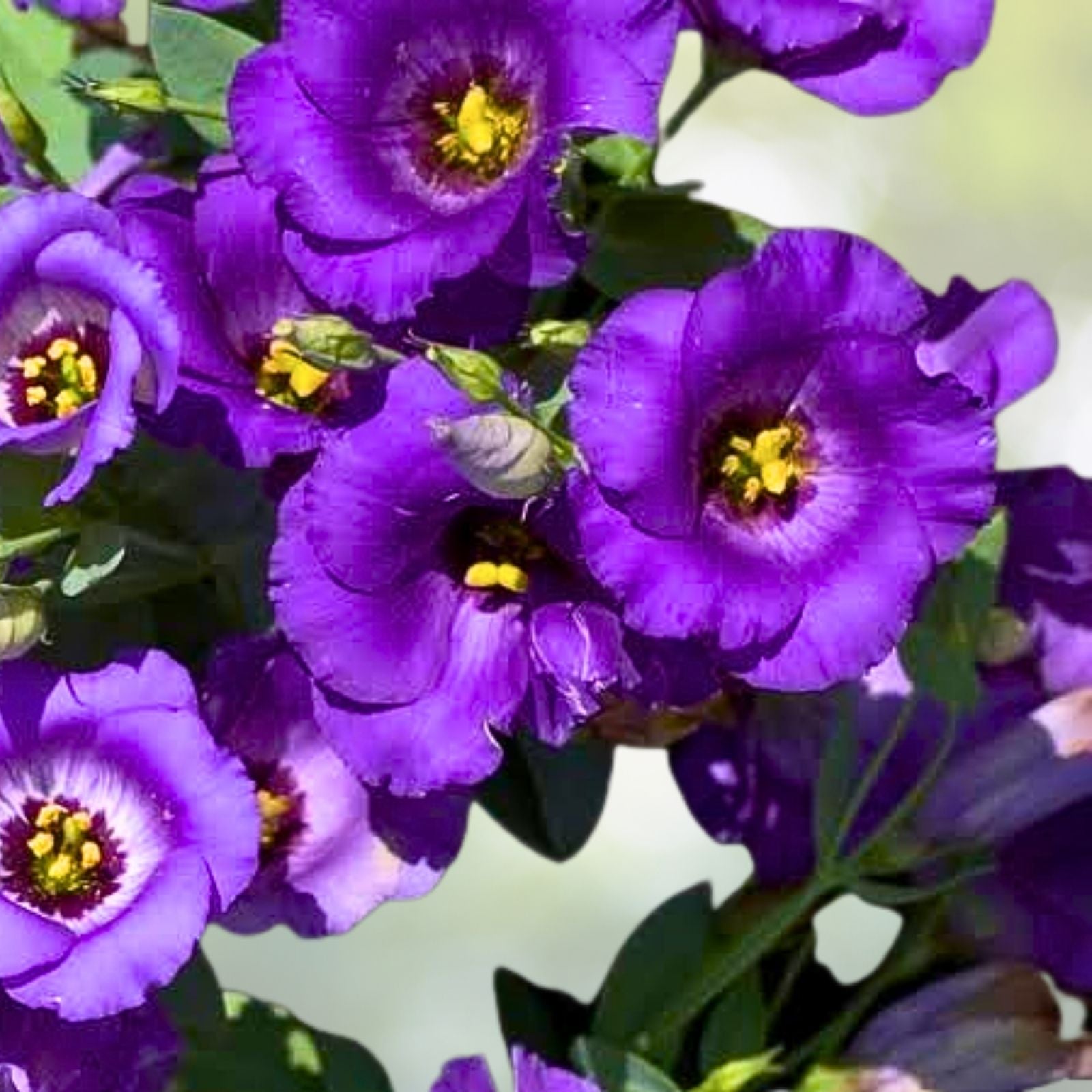 Lisianthus Plug Plant - Chateau Blue - Live Starter Plant with Rose-Like Blooms - Eustoma grandiflorum