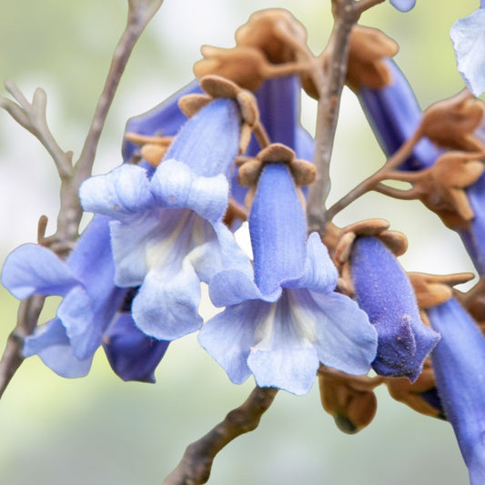 Empress Tree Seeds 250 Count – Fast Growing Hardwood Paulownia tomentosa for Landscaping and Gardening